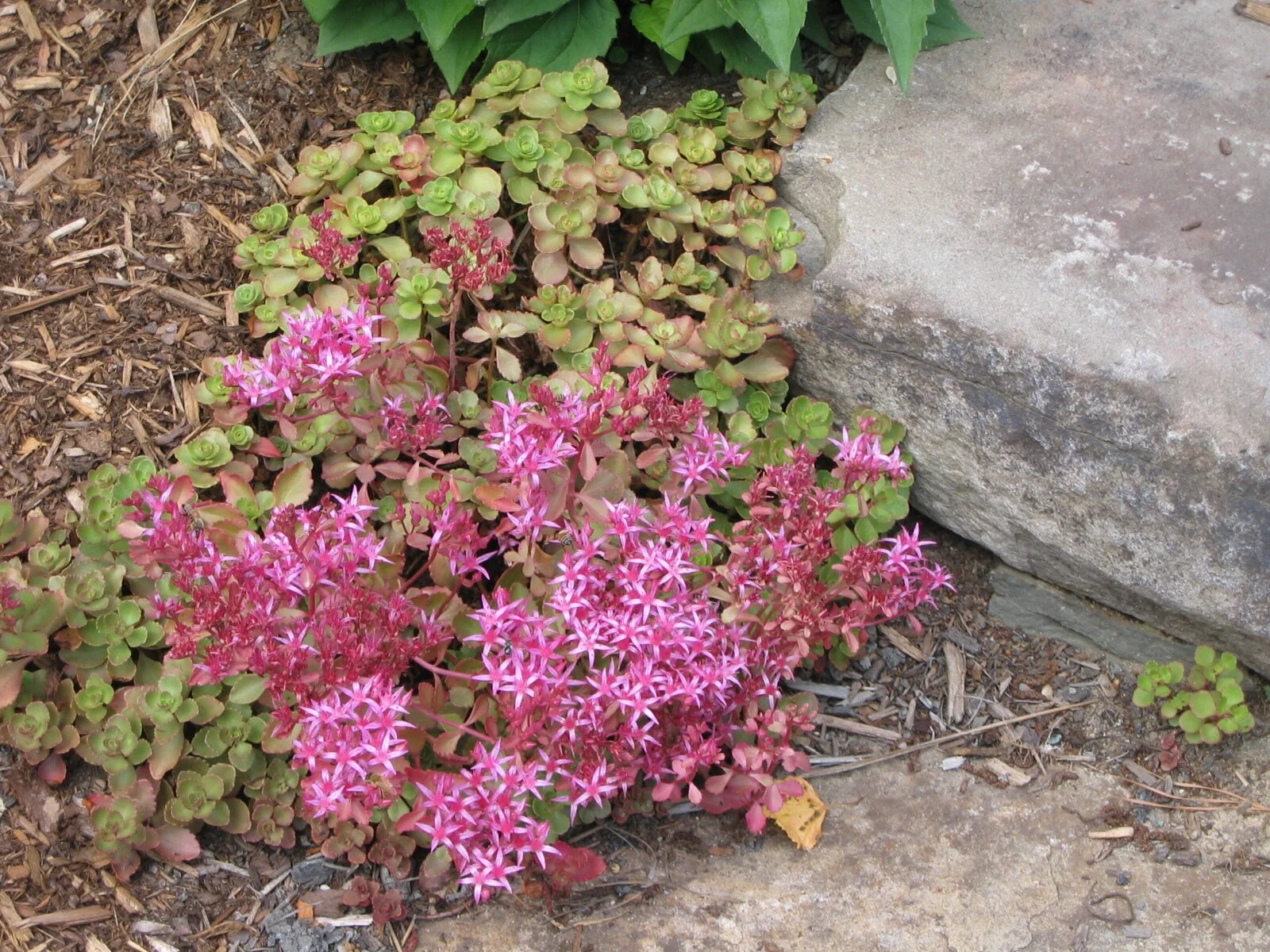 2009_June_toudh_of_sedem_IMG_0113.jpg
