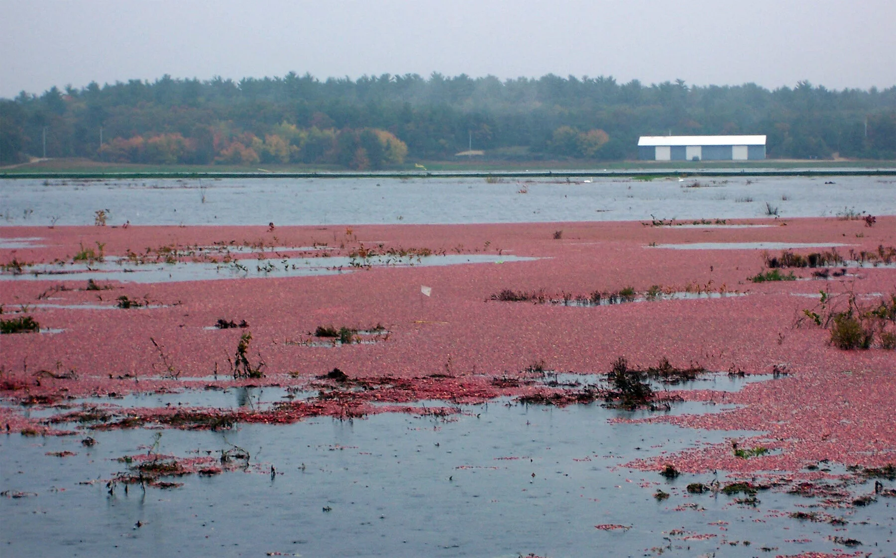 2006Nov_35acreFlooded_cr_LivingObservatory copy.jpg