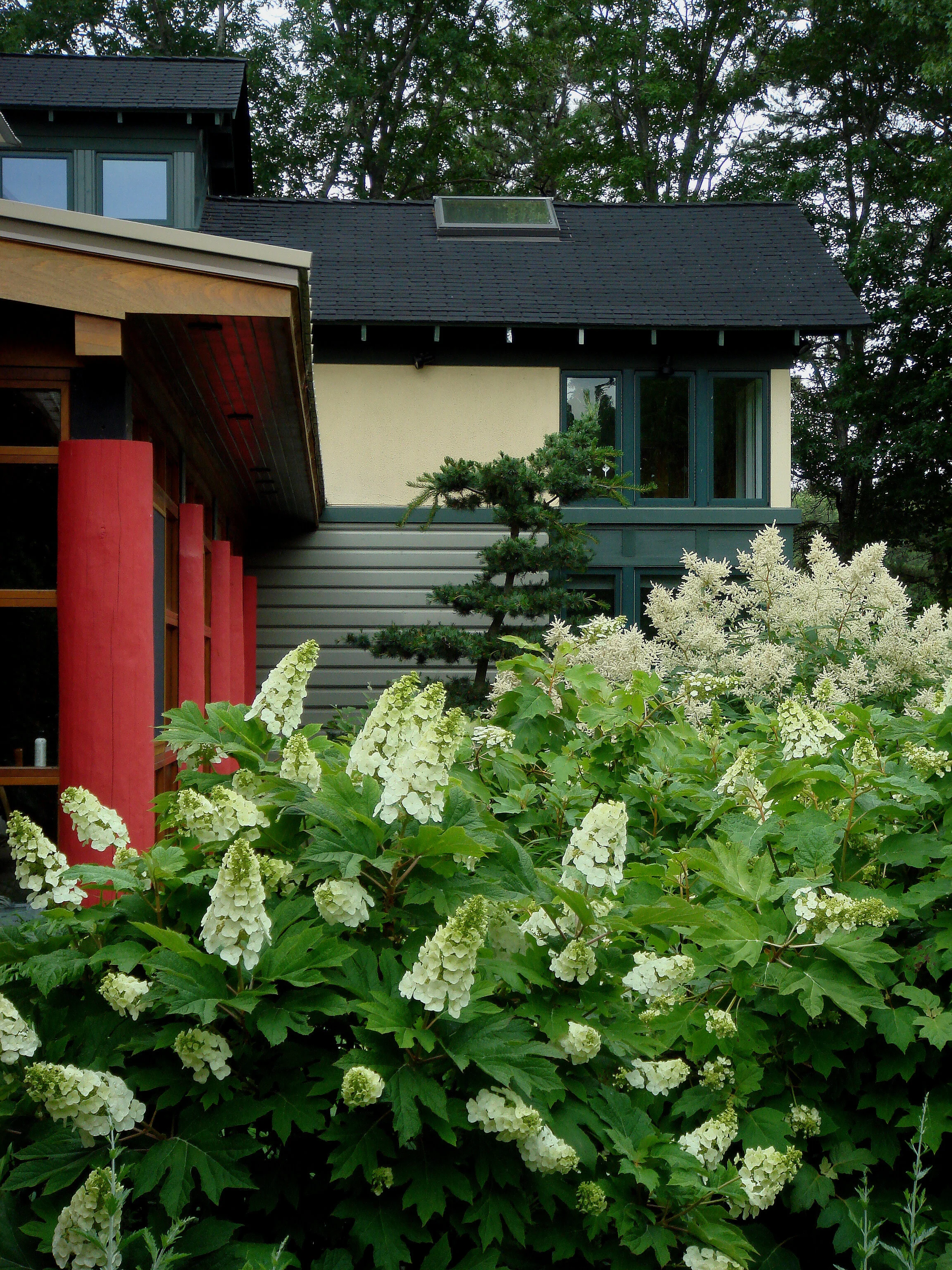 2007JulyHousewAliceHydrangea.jpg