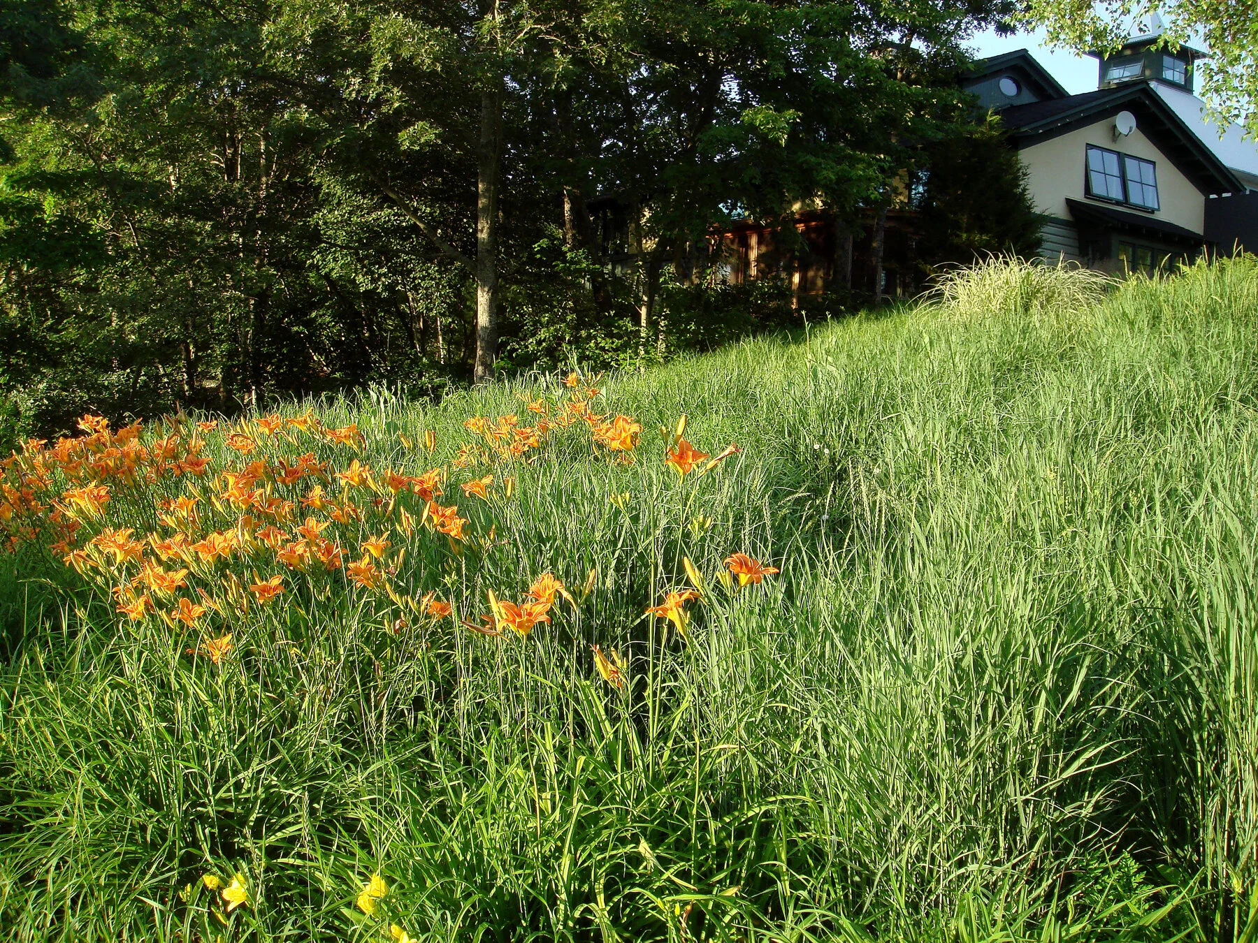 2007JulyHouseDaylilliesfromBogroad.jpg
