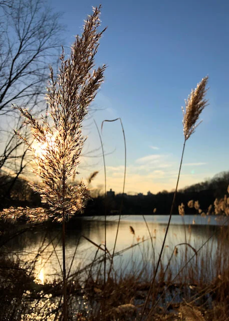 Grasses Water - 1.jpeg