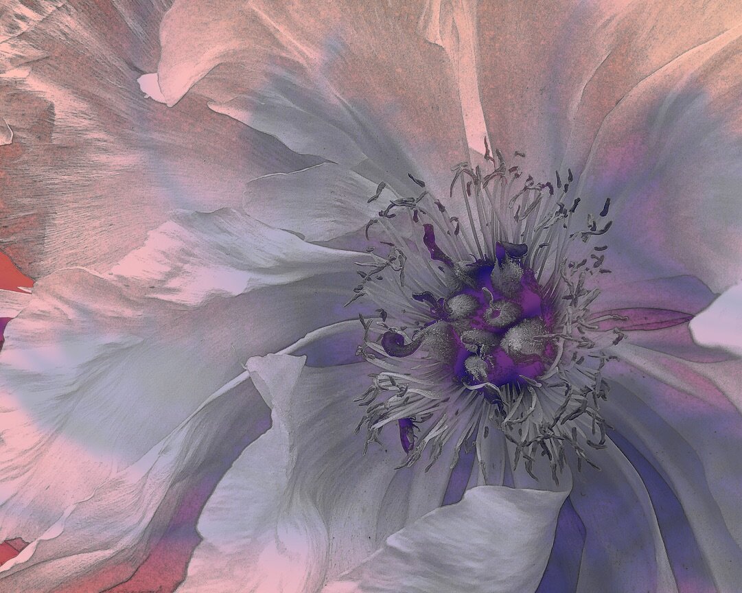 White Flower with Color Gradation.jpg