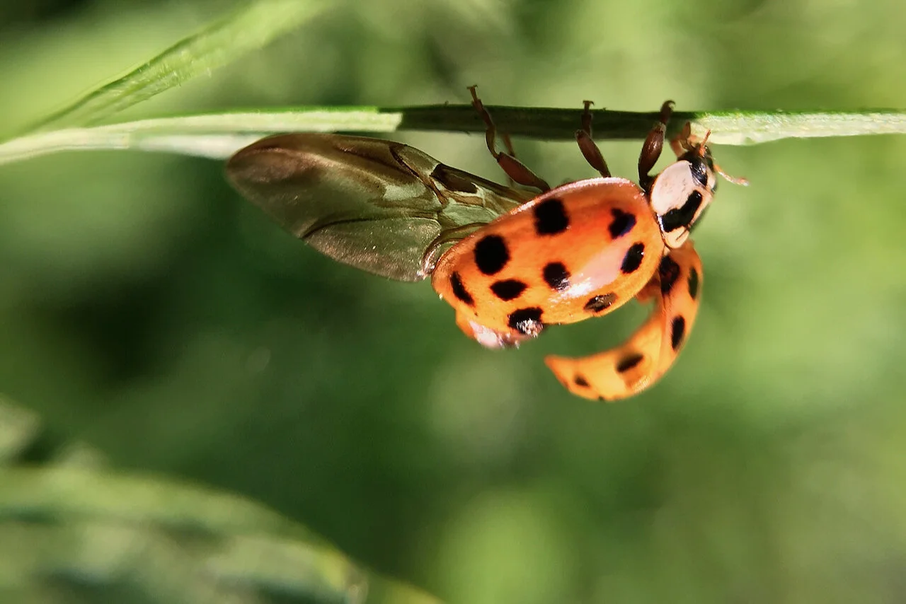 ladybug - 1.jpeg