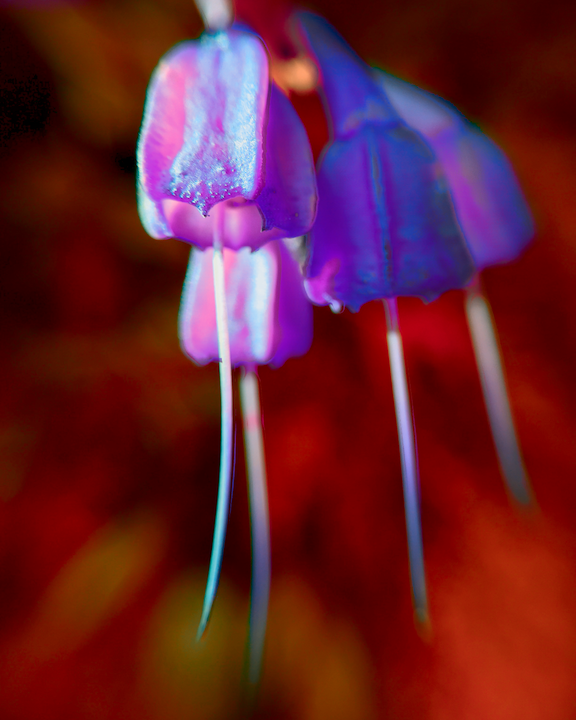 Large Flower 2.png