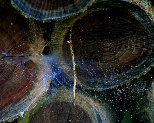 FarmScenes-37 (1).jpeg