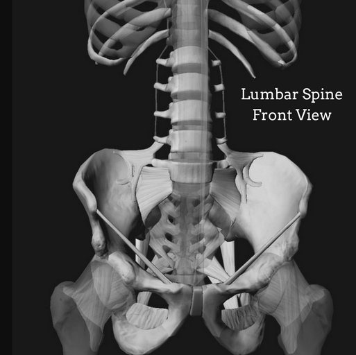Limber Lumbar: Experiential Anatomy