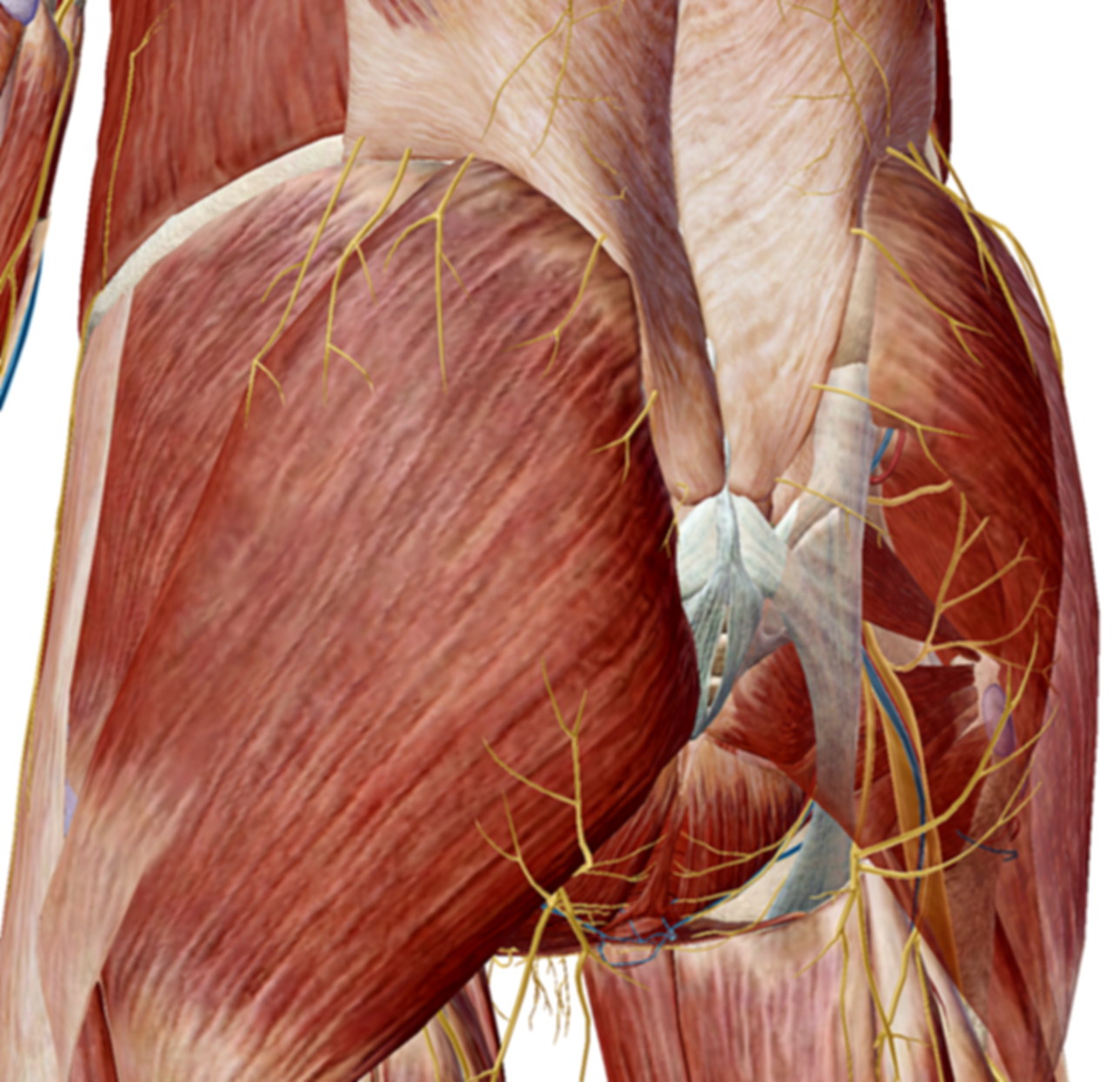 The Pain in your A$$ : Experiential Anatomy