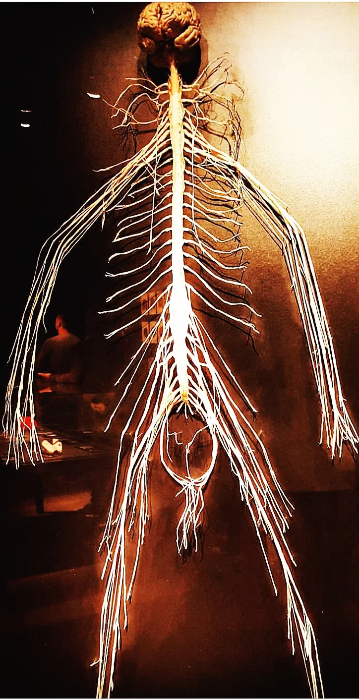 You've Got Some Nerves!  