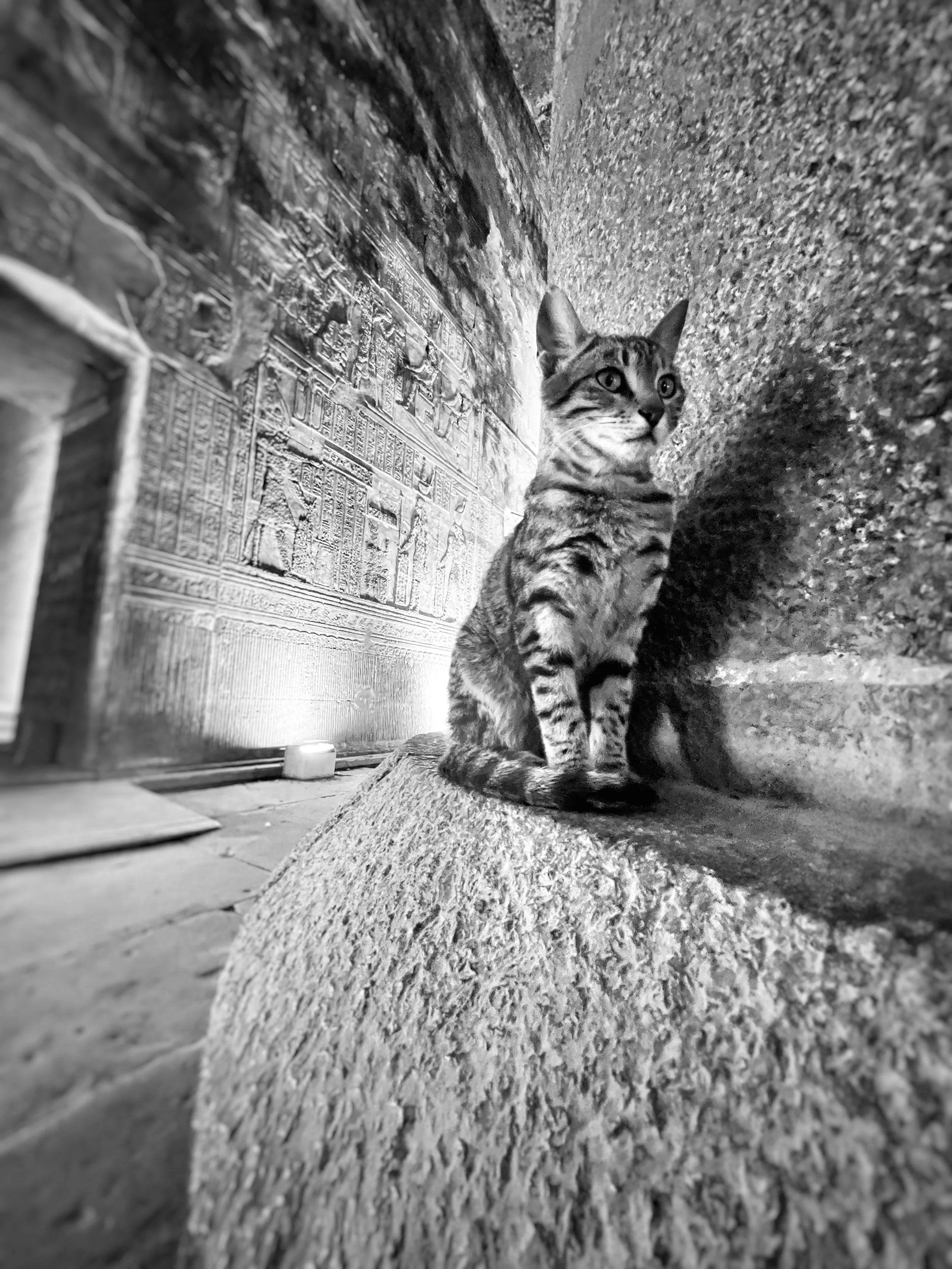 JPEG image-2D4FC5B64727-1.JPEG