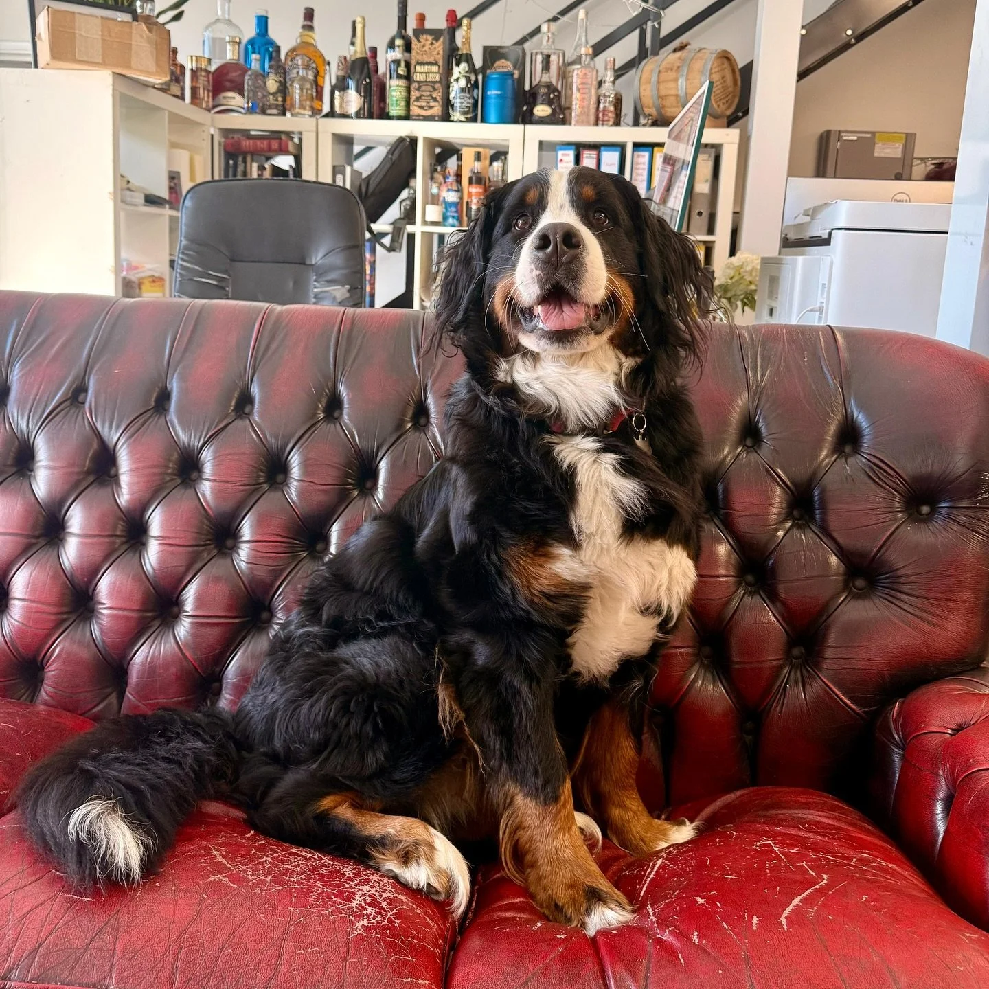 Happy 2nd Birthday to Florence, our resident Create Cocktails canine! 🎉

Two years of tail wags, office cuddles, and keeping the team&rsquo;s spirits high. Here&rsquo;s to our favourite four-legged colleague!

Swipe to see how much she&rsquo;s grown
