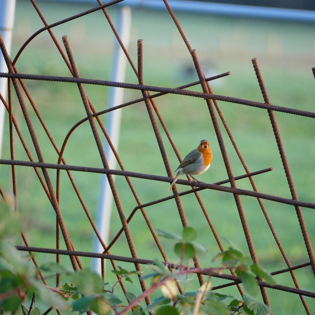 Robin singing at woodoaks farm