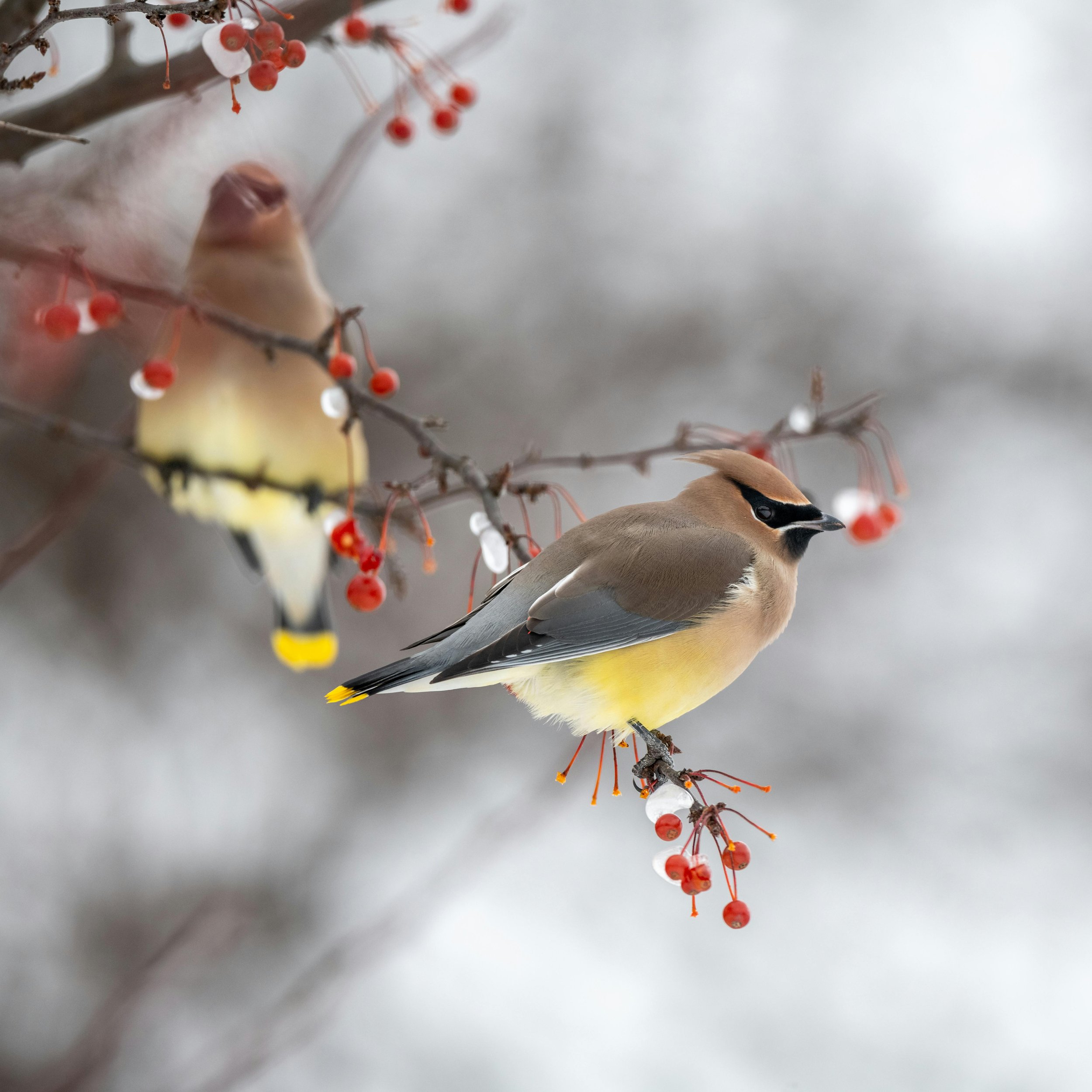 Waxwings
