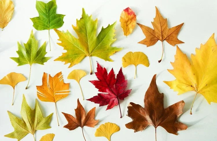 Autumn Leaves