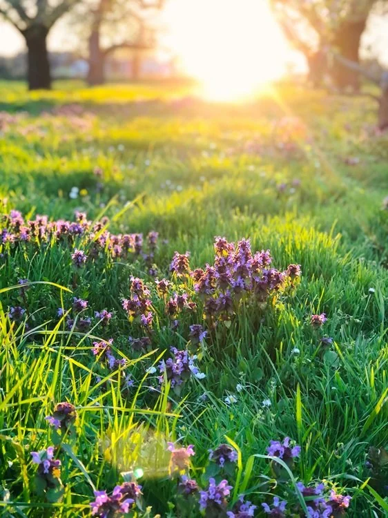 spring flowers and sunshine
