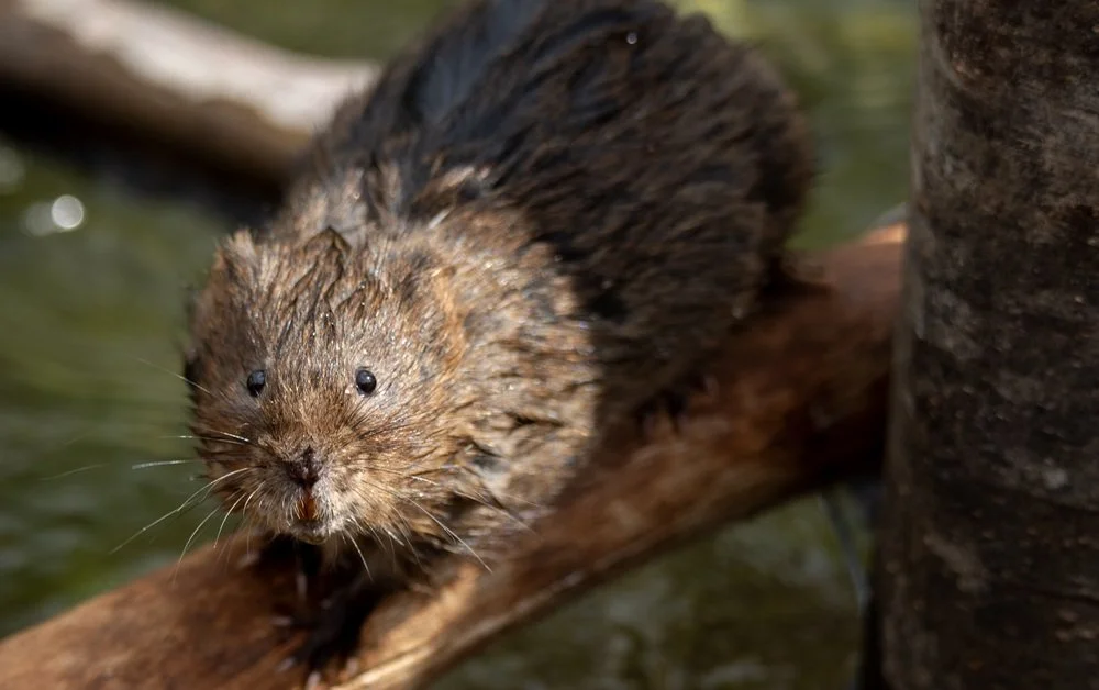 Water Vole River Chess