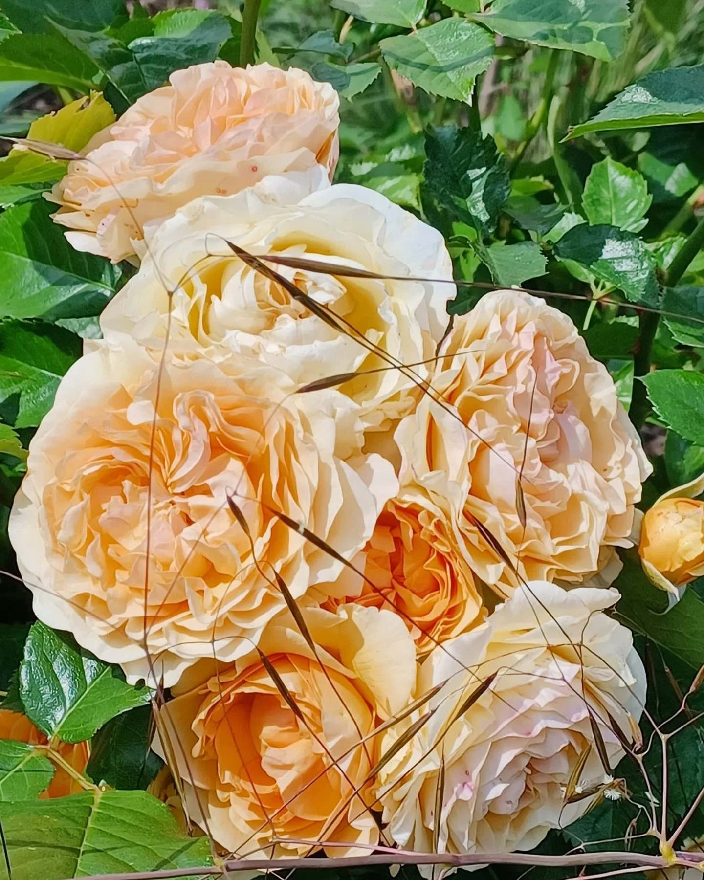 Summer Roses in Rickmansworth Community Garden
