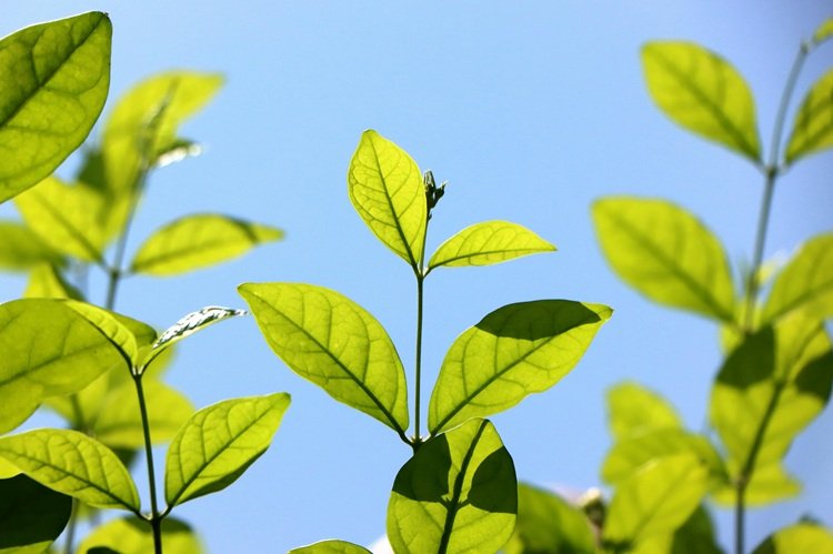 Autumn Leaves Forest Bathing
