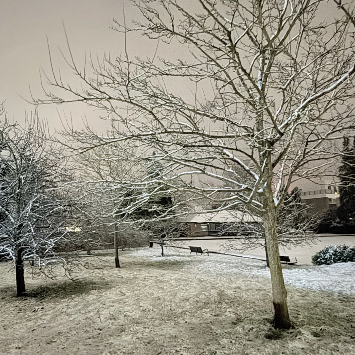 Community Orchard in Winter