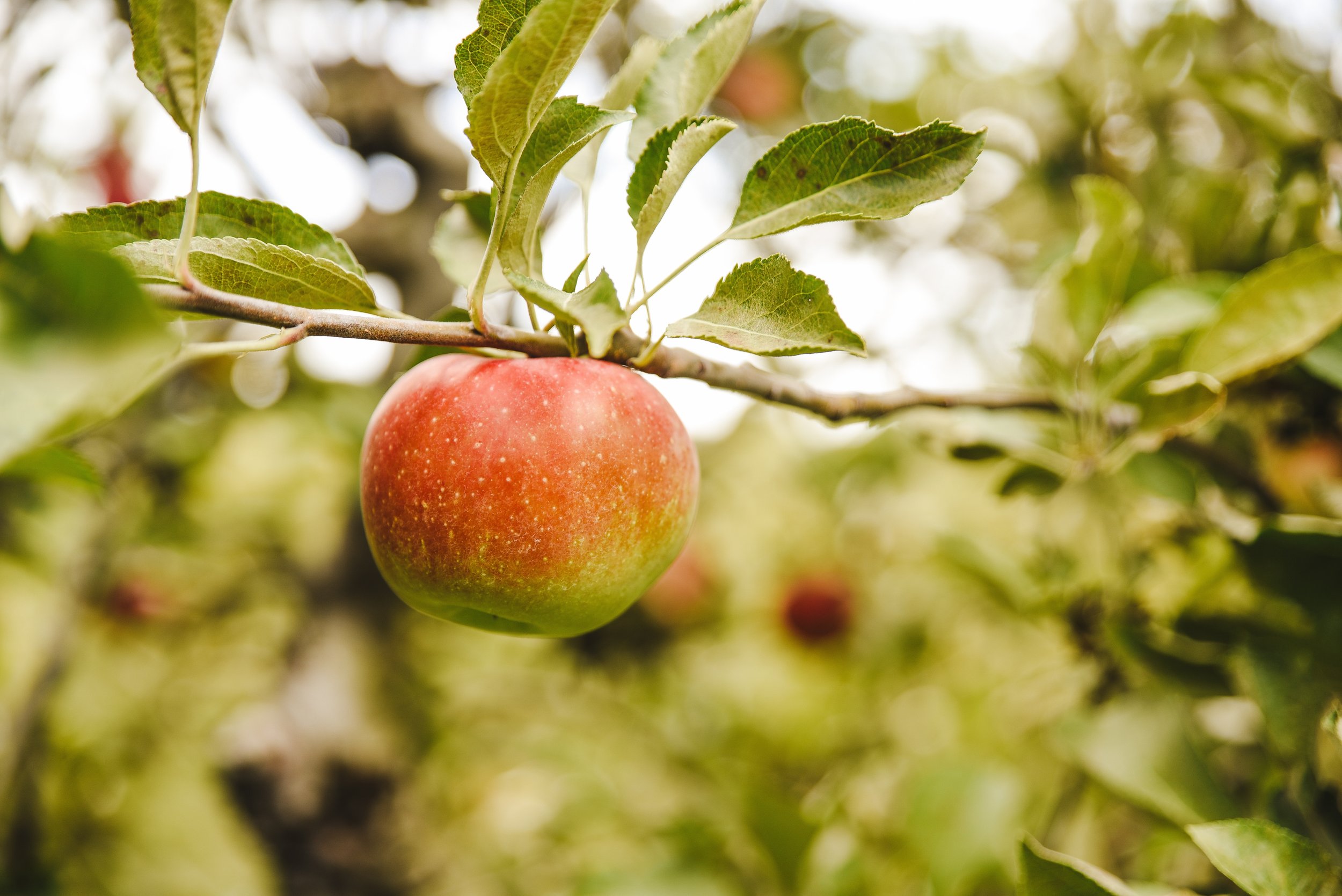 Apple on tree