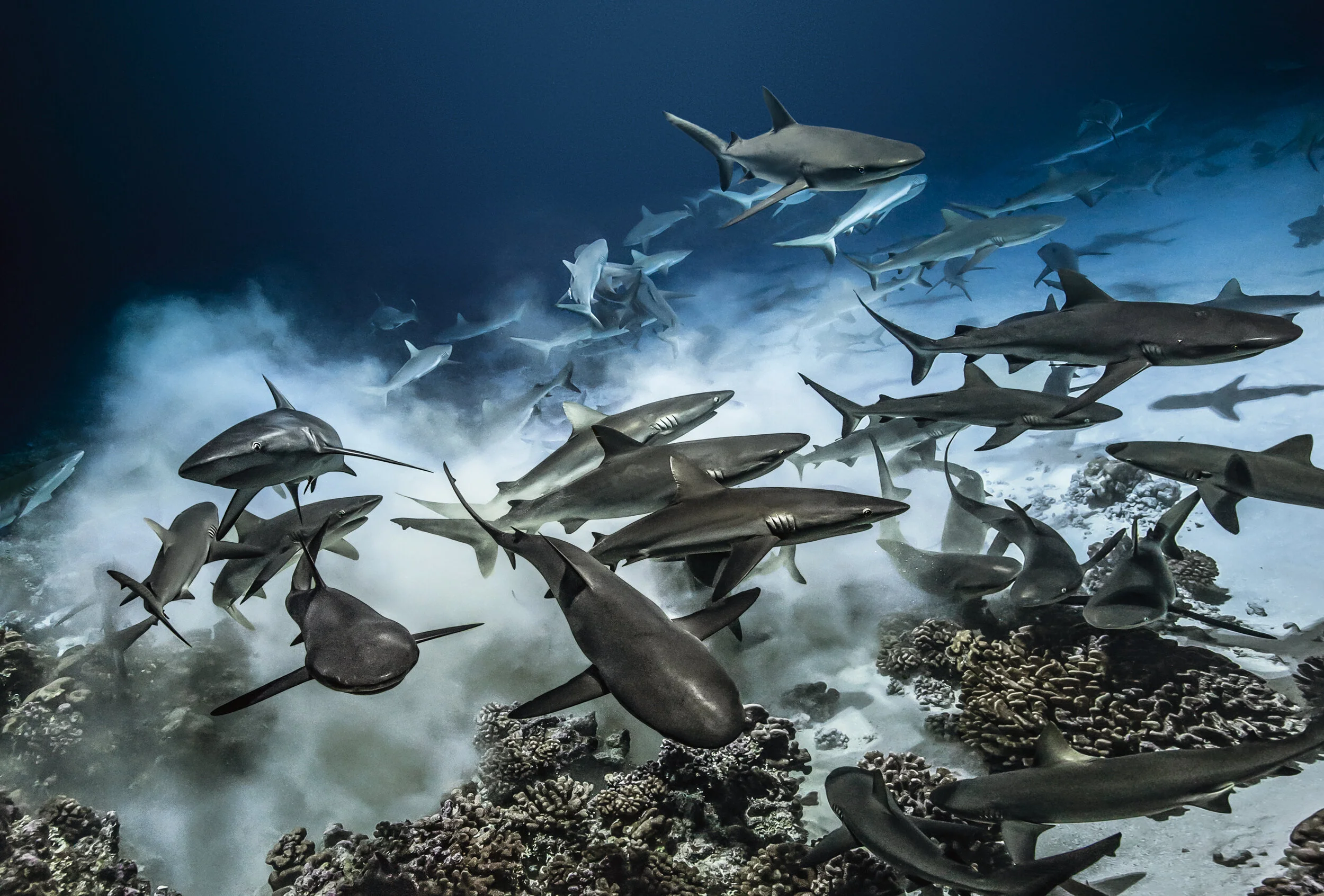 その他 Gombessa Laurent Ballesta Gombessa IV – 700 Sharks Into The Dark (2017) — Blancpain