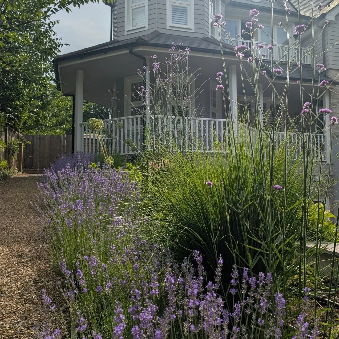 Now and before photos of a front garden. Whites and pinks in the planting will pop through soon too. Jasmine softens the walls and smells beautiful. An abundance of lavender lines the path and steps. 

#frontgarden
#summertimeplanting
#lavender

Desi