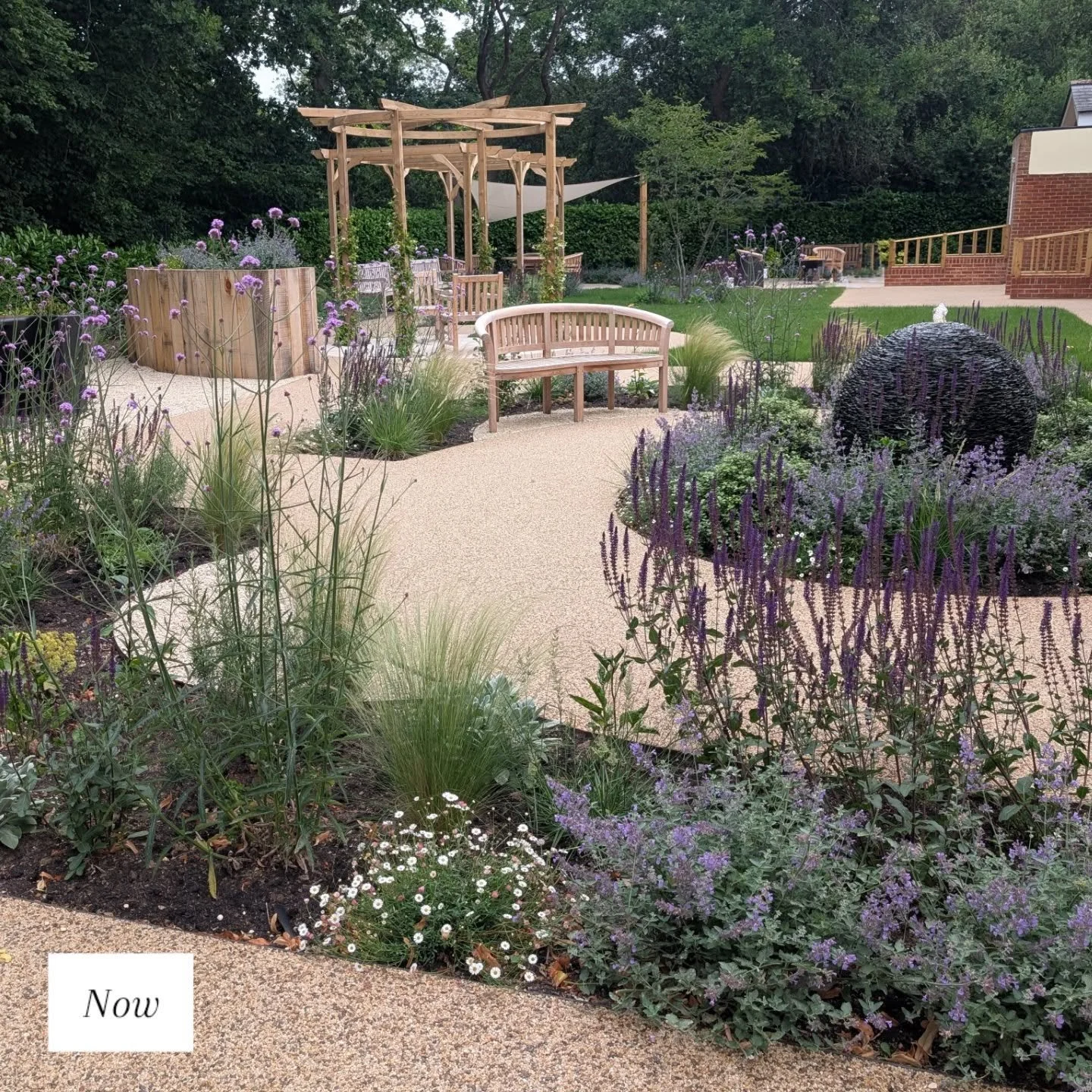Quite a transformation here. The planting is getting better and better each week. Not seen from this photo, but the yellow Heleniums are also starting to open which complement the purples beautifully. Swipe to see before. 

#carehomelandscaping 
#car