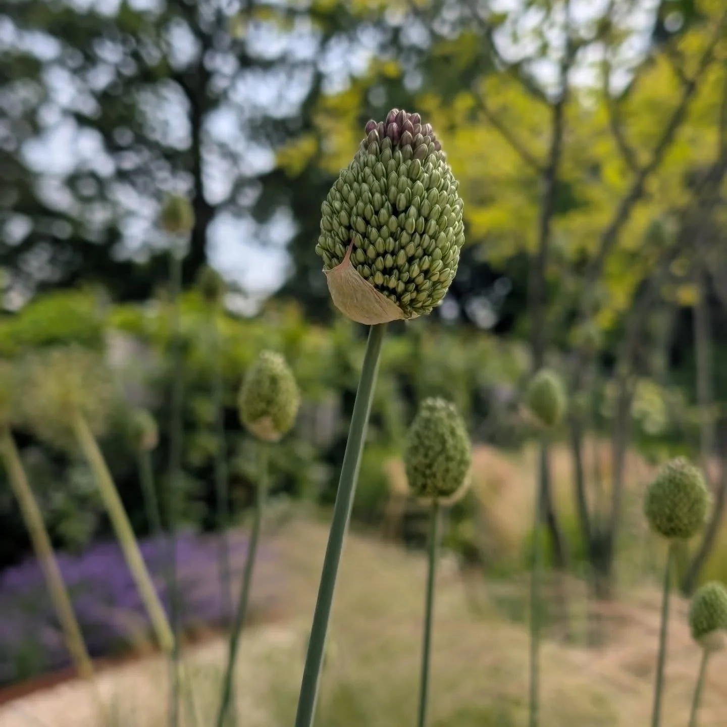 Bursting into life. Alliums, Lavender, Hydrangea, Molinia, Verbena, Erigeron 💚
Every time I visit this garden, completed a couple of years ago, it becomes more abundant and beautiful. Next year will be even better as we've added more plants this spr