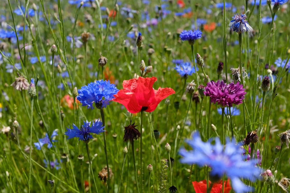 French wildflowers.