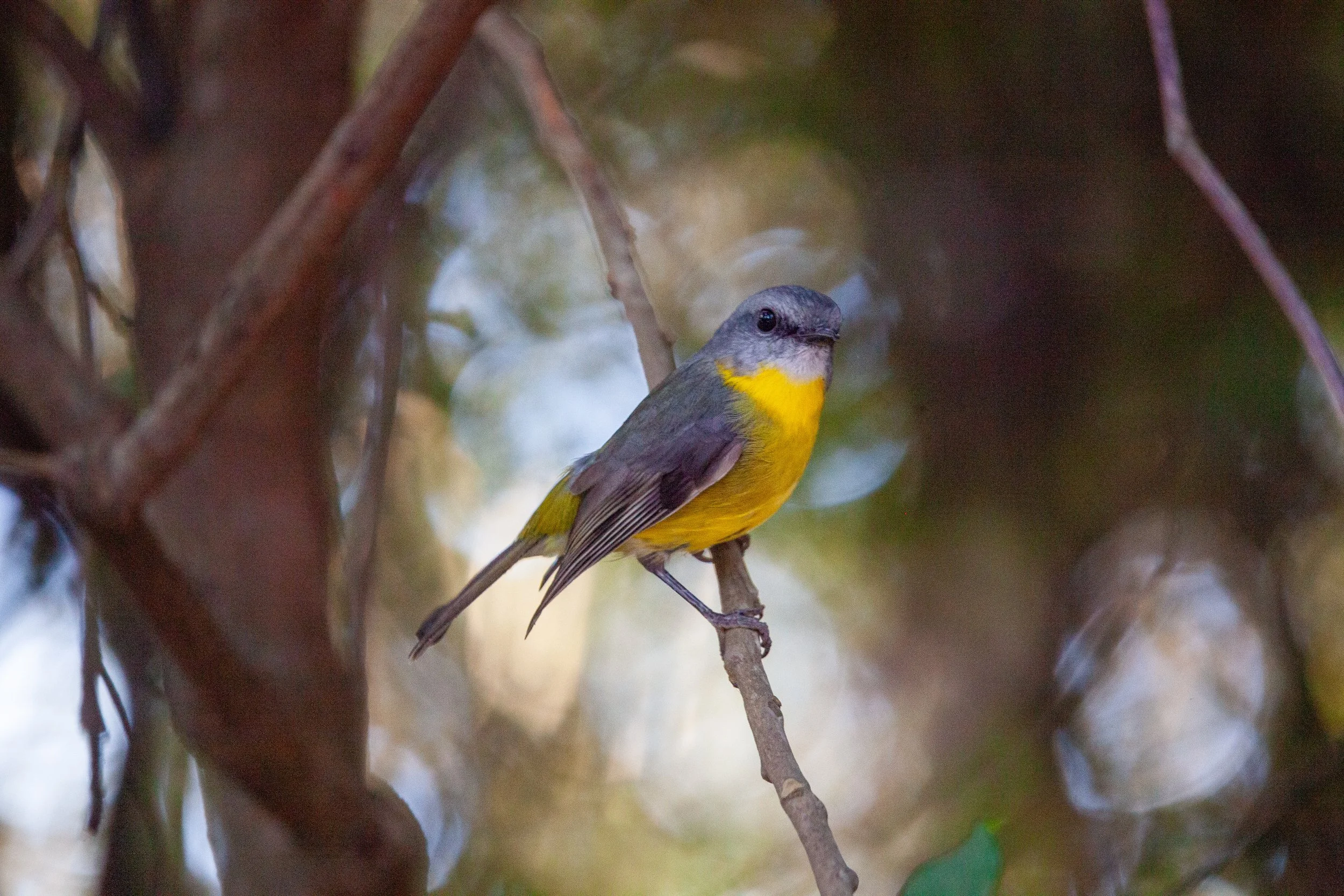 Eastern yellow robin