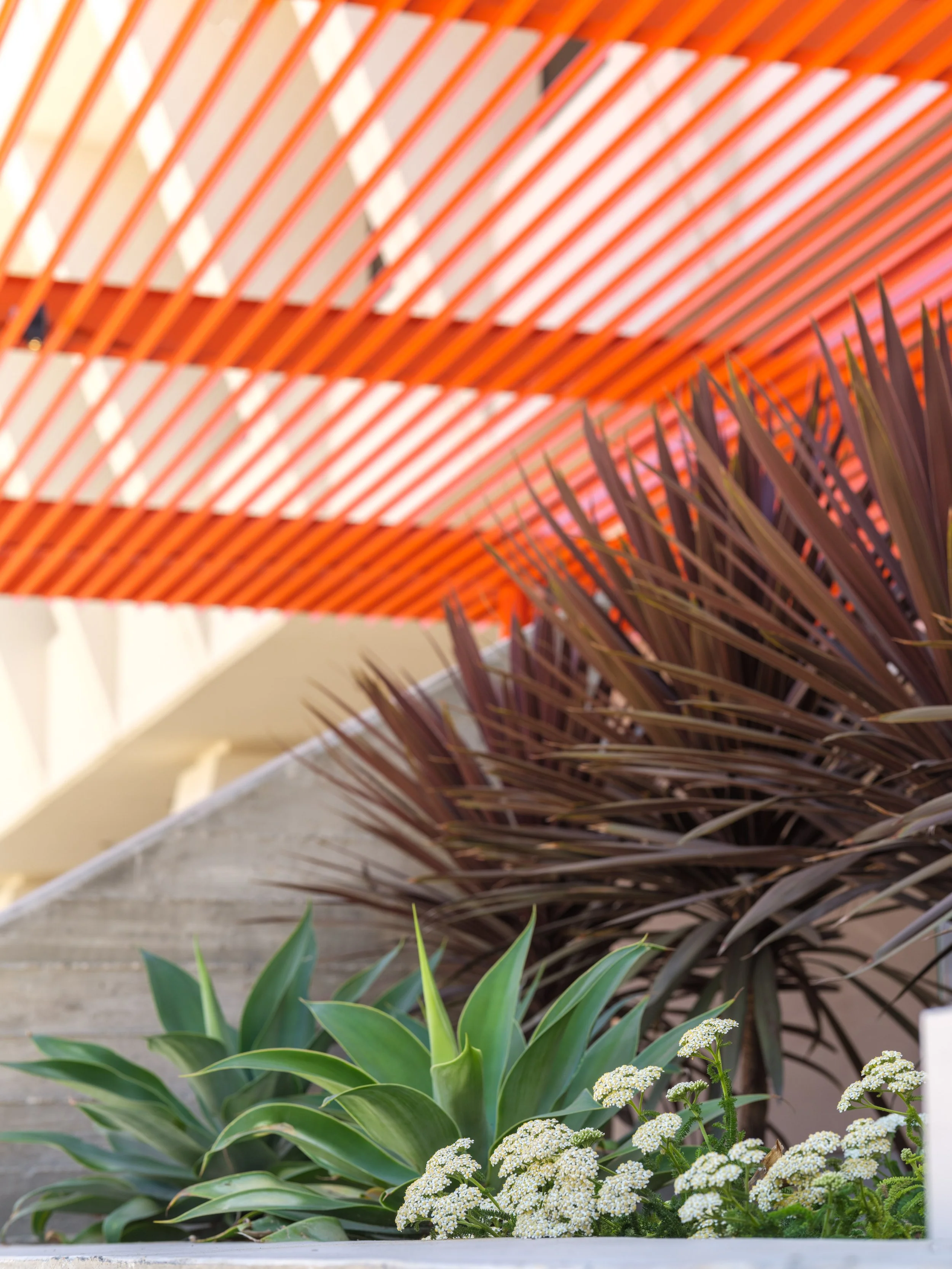Citrus Planting Trellis.jpg