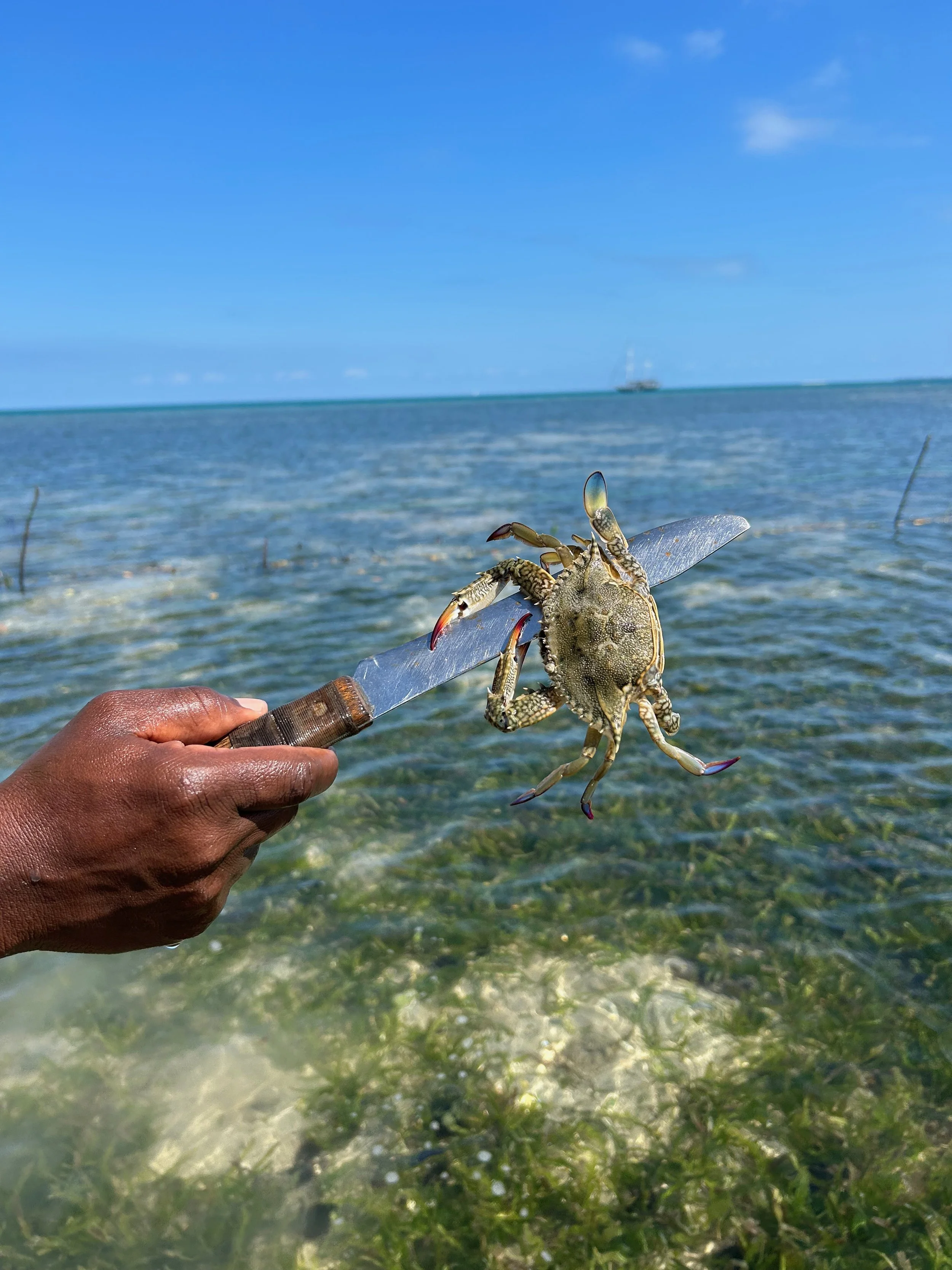 Hand hält eine lebende Krabbe mit Scheren, über Wasser in einer Küstenregion, im Hintergrund Himmel und ein bewegliches Segelboot auf dem Wasser