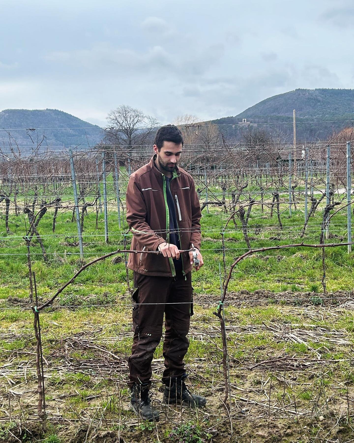 Servus,
Ich bin Nick und komme aus Edenkoben. Derzeit arbeite ich im eigenen Betrieb und beim Weingut Gro&szlig; in Maikammer.

Mein Projektwein ist ein Wei&szlig;burgunder, der mit dem Vollernter fr&uuml;h morgens gelesen wurde. Der Most wurde k&uum