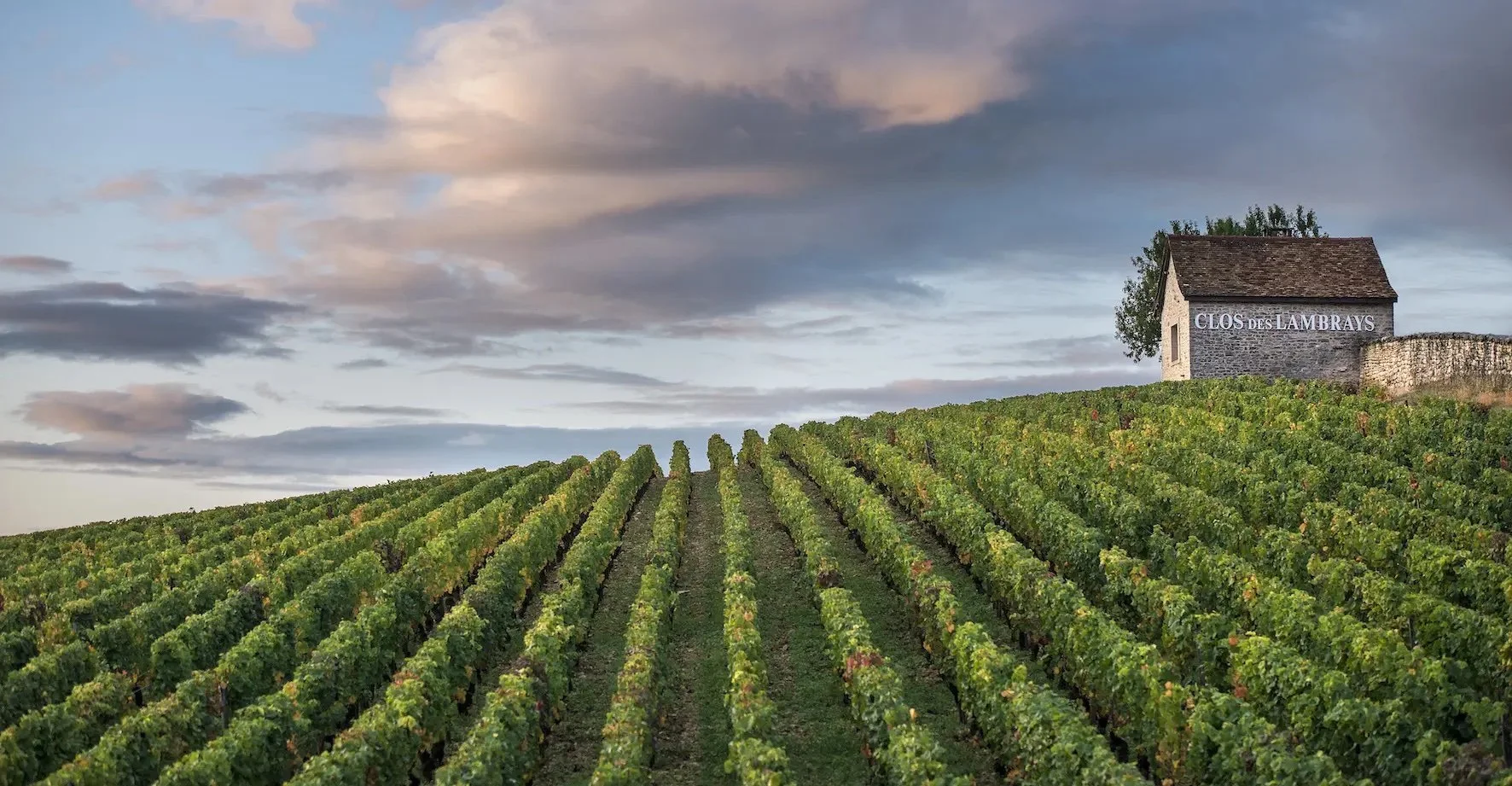 Domaine des Lambrays: The Renaissance of a Grand Cru