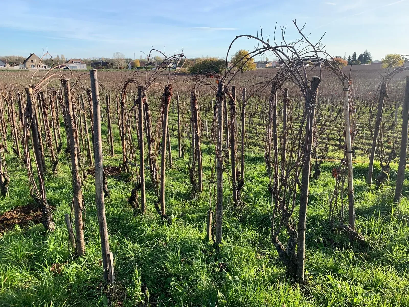Why Domaine Jean-Yves Bizot Is Burgundy’s Most Sought-After Name