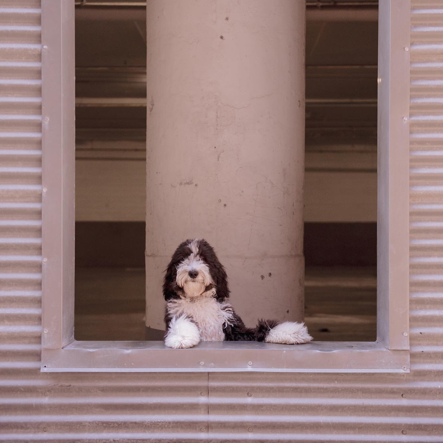 Happy #nationalpetday 🐶 

I loved photographing sweet Murphy, a Sheepadoodle, and his human, Haley!

Haley said that Murphy is the best thing that ever happened to her, and he's her best friend. It was clear at their session how much love they have 