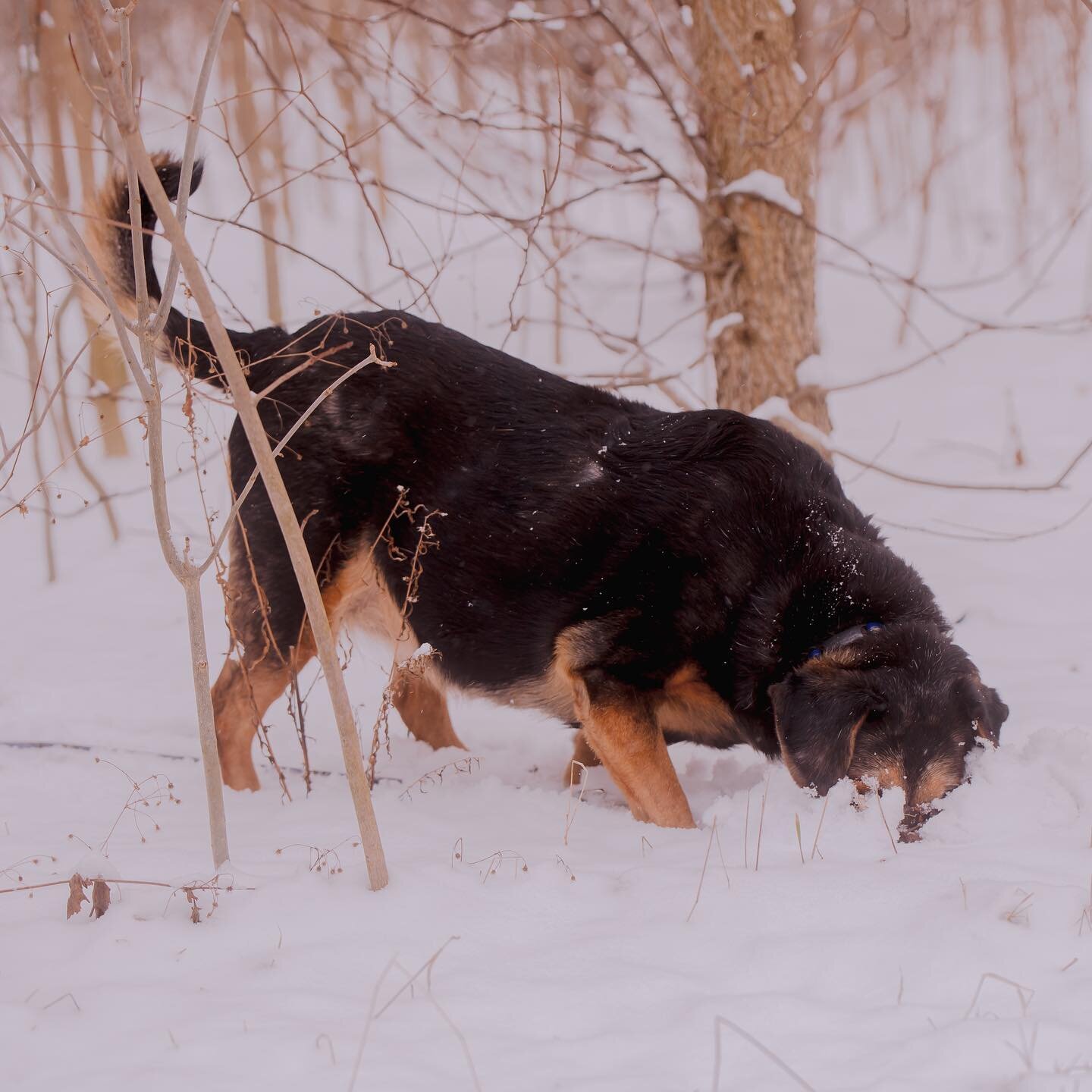 That fresh snow feeling 🩵

Bre's people described her as an adorably aloof dog who wants attention on her schedule. Her favorite thing in life is food, and nothing is off limits in her eyes.

She's an Aussie-Schnauzer mix who is very laid back... li