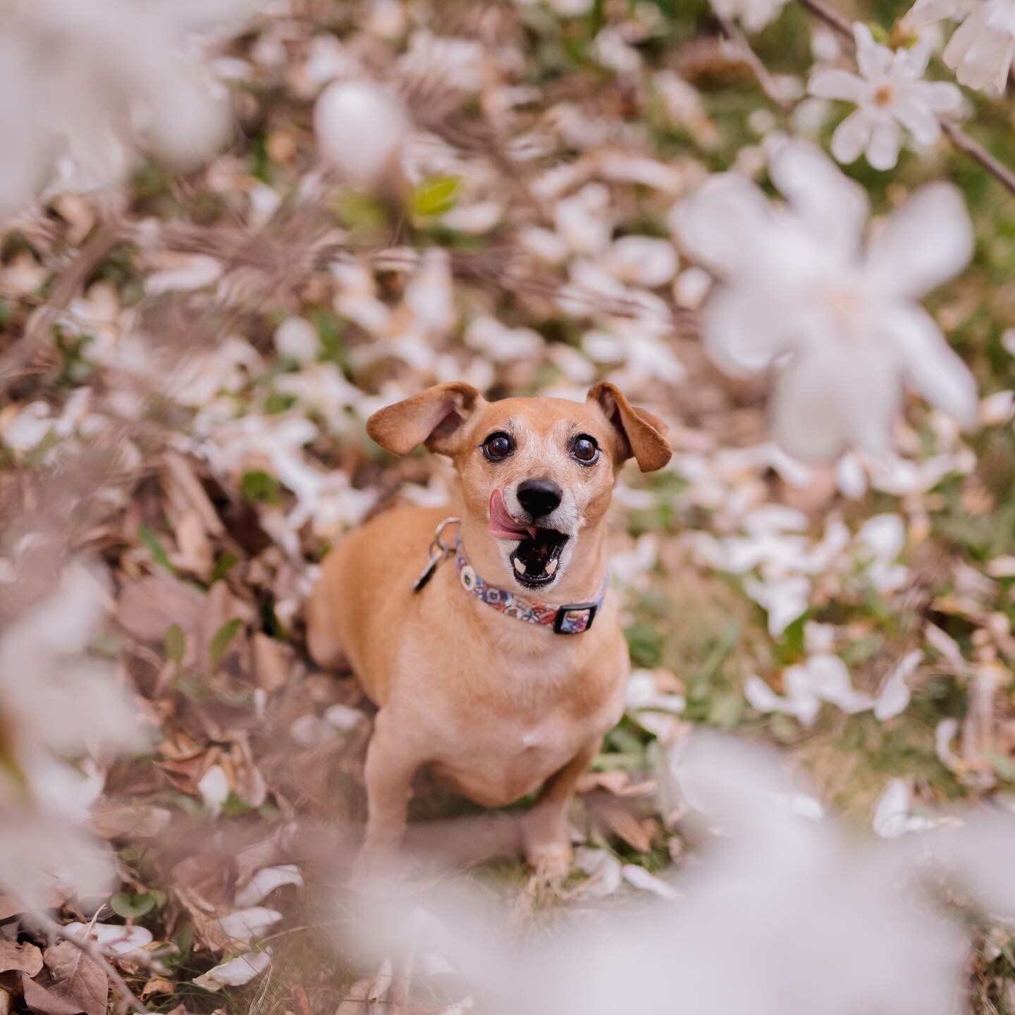 I got to meet these sweet furry siblings when the Magnolia Trees were in full bloom a couple of weeks ago! Swipe to see a little behind the scenes, too! 👀 

Charlie was adopted as a pup in 2015 from @wischumane - He's a high energy little bundle of 