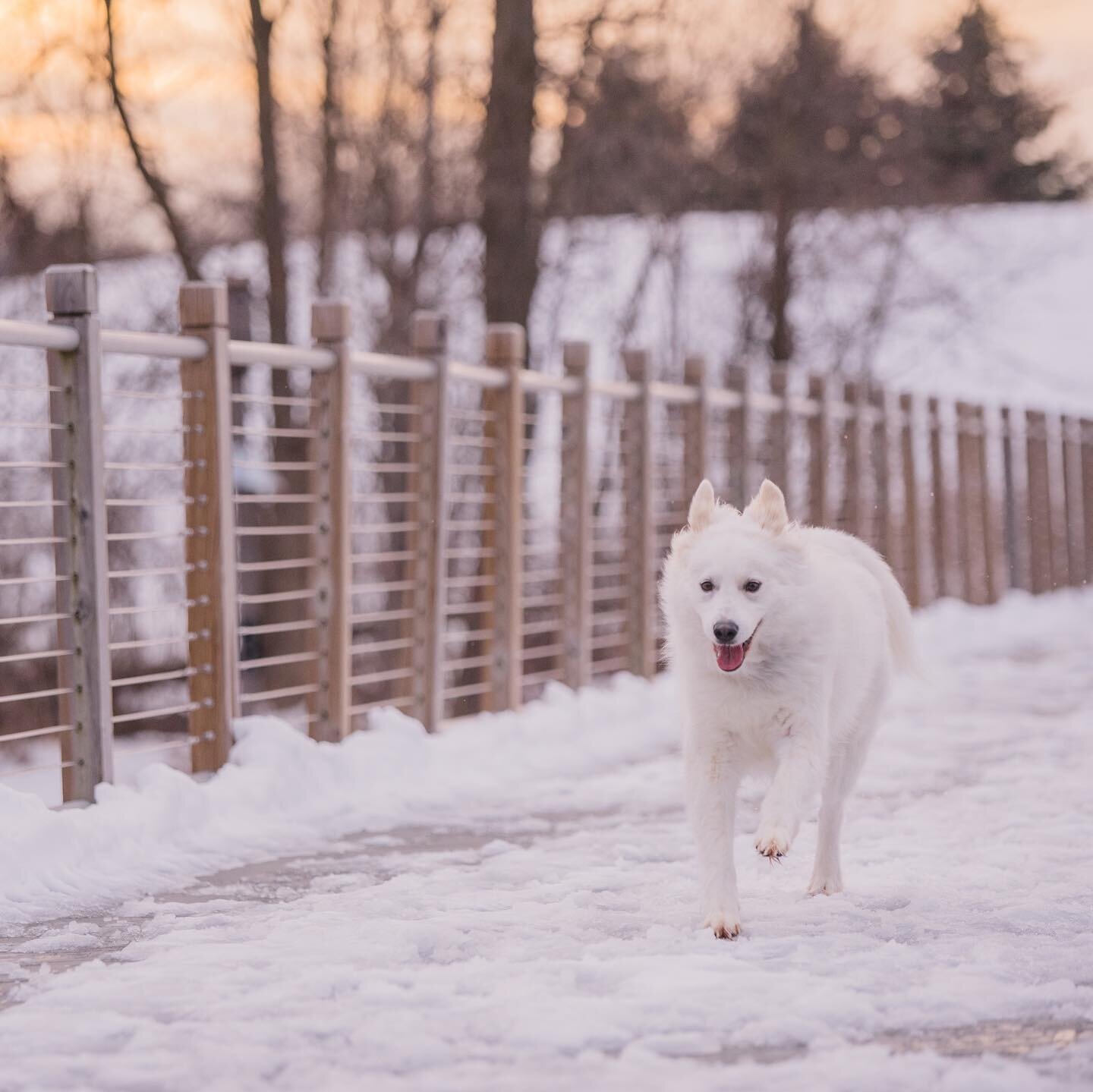 Yes, Spring is here, but we can&rsquo;t help but share these photos of Tilly from not even two months ago! We had perfect golden hour sunshine for her snowy session, and everything just complemented her fluffy white coat perfectly. 🤍 She sure loved 