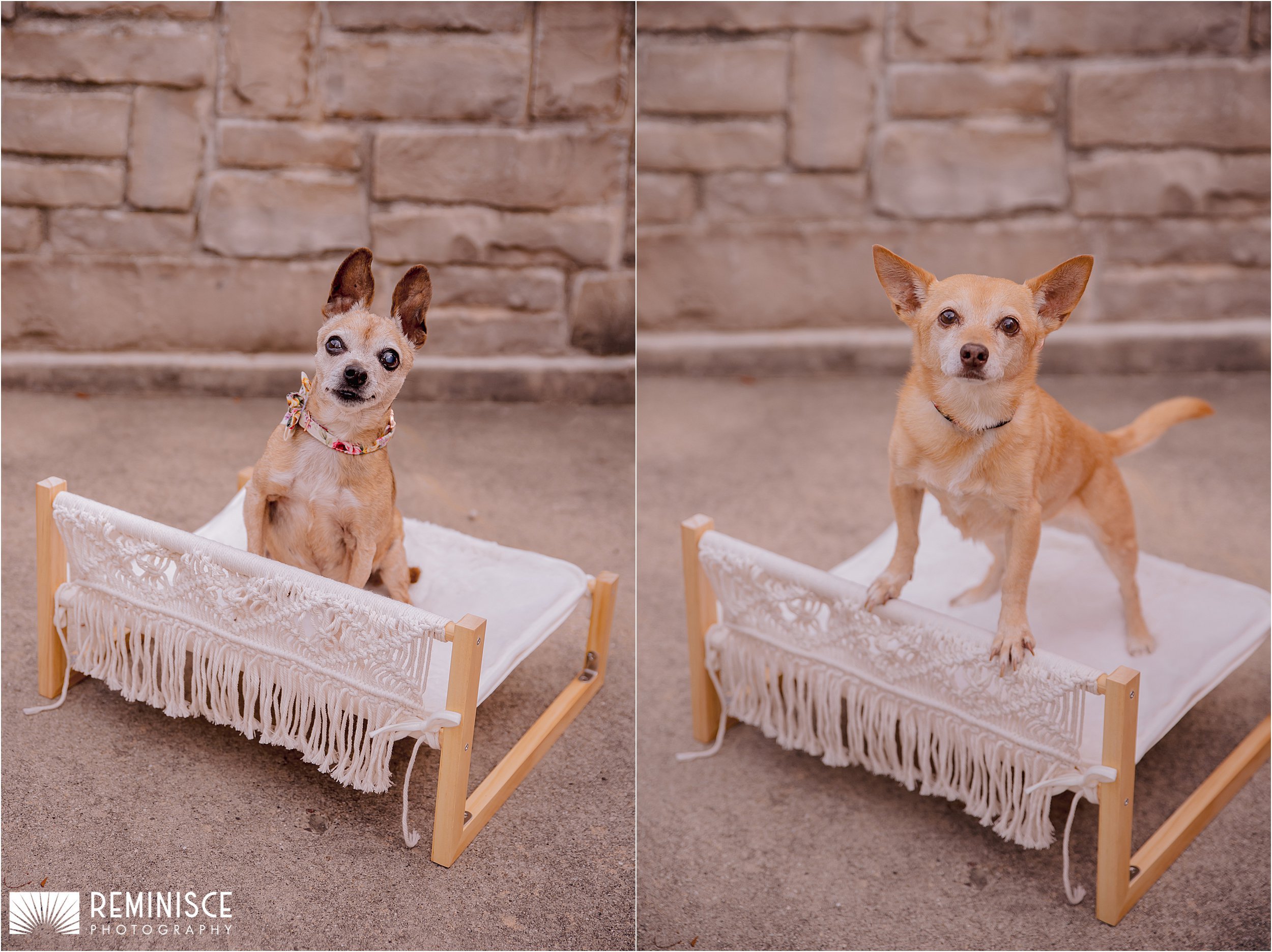 02-luxury-dog-portraits-golden-hour-small-senior-dogs.JPG