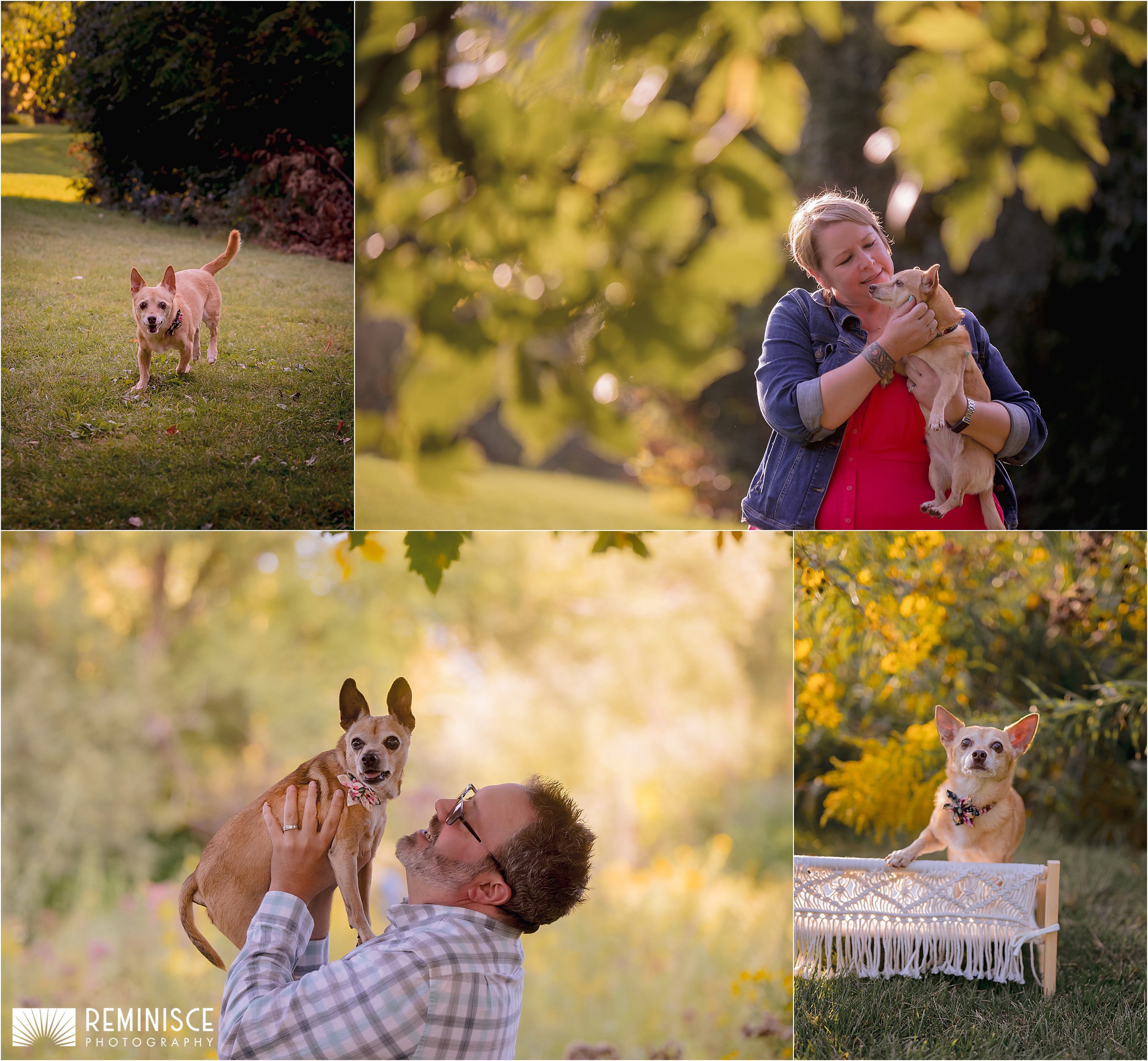 05-luxury-dog-portraits-golden-hour-small-senior-dogs.JPG