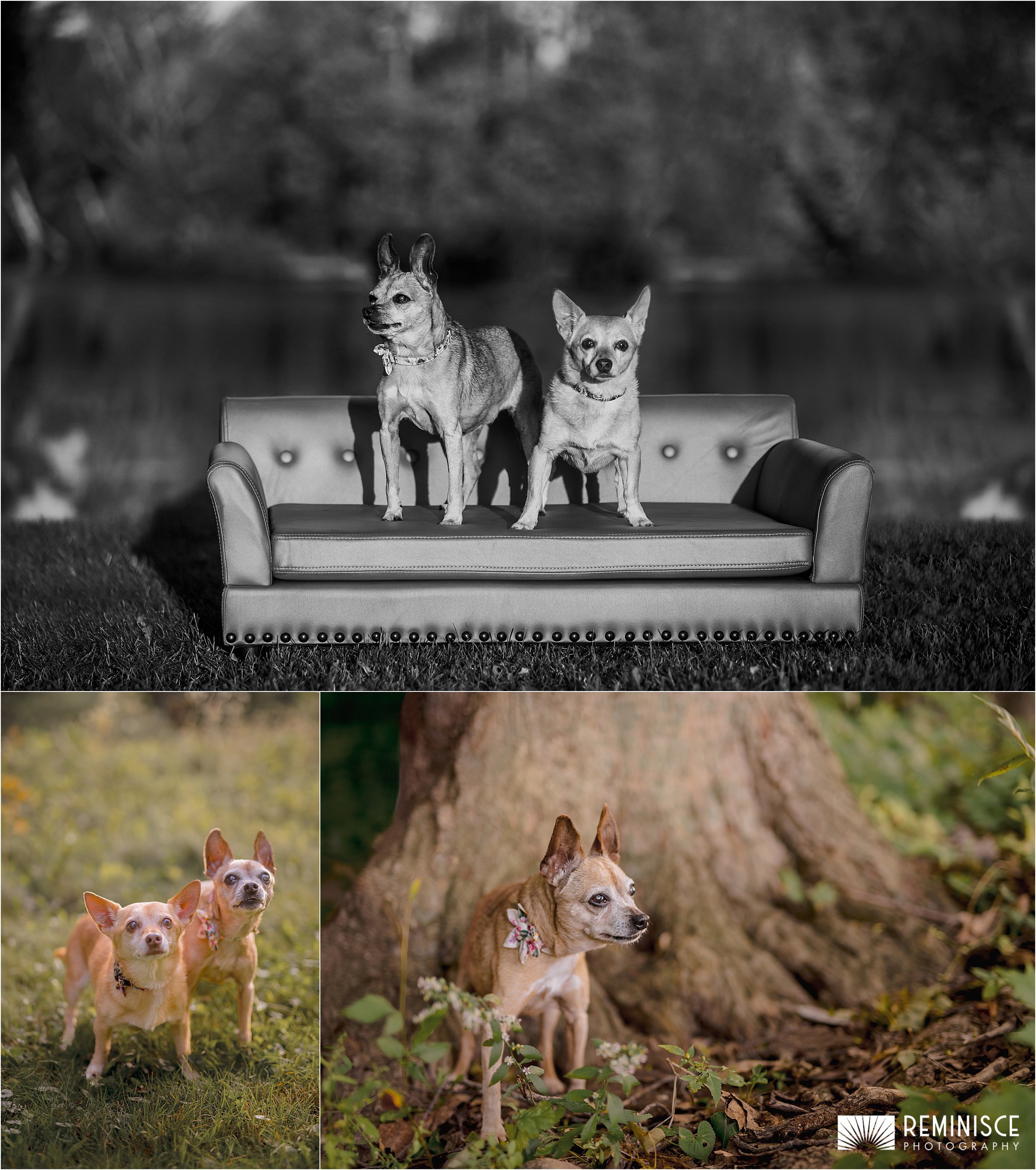 08-luxury-dog-portraits-golden-hour-small-senior-dogs.JPG