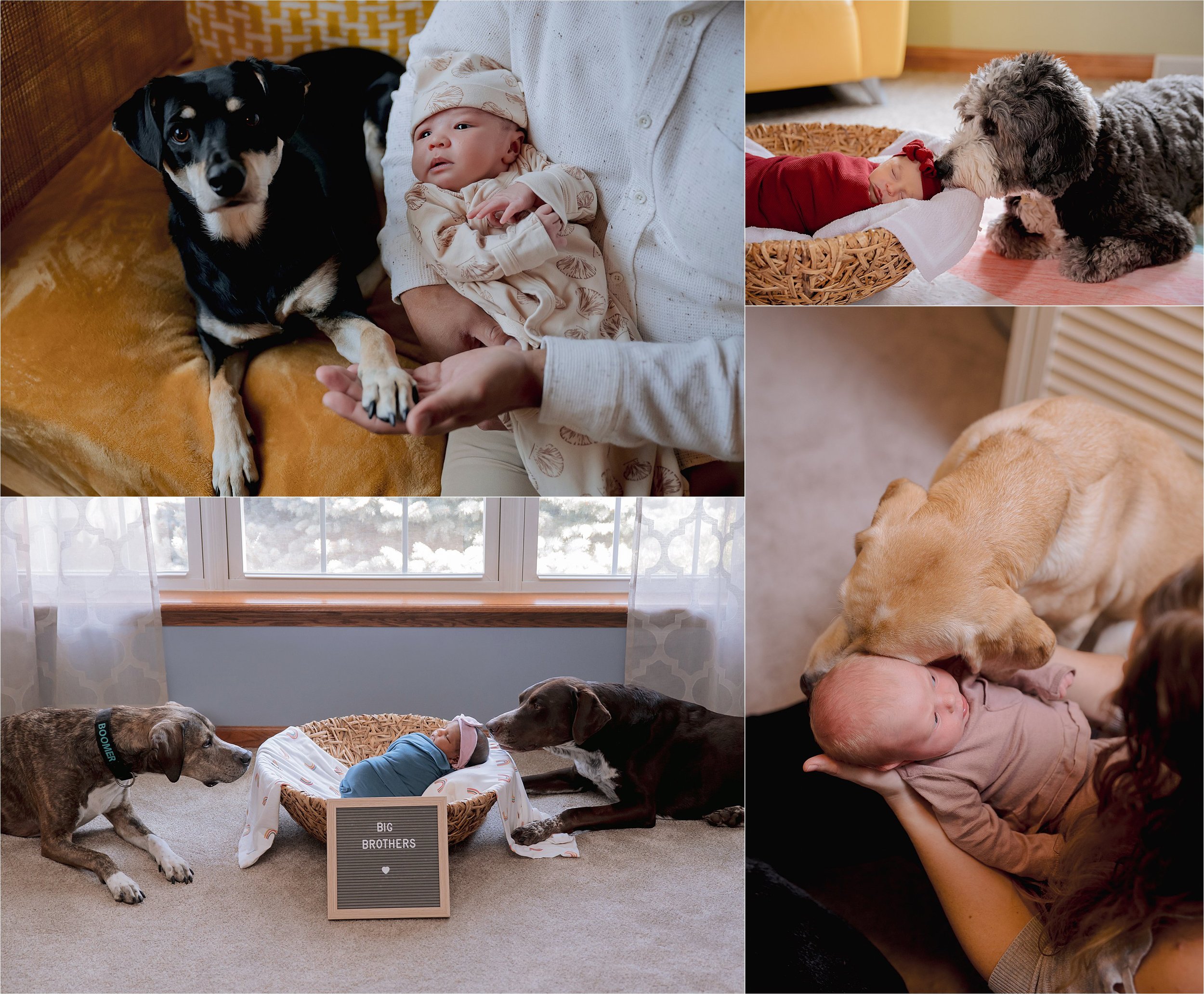 Family dog gently interacting with newborn baby during an in-home newborn photography session