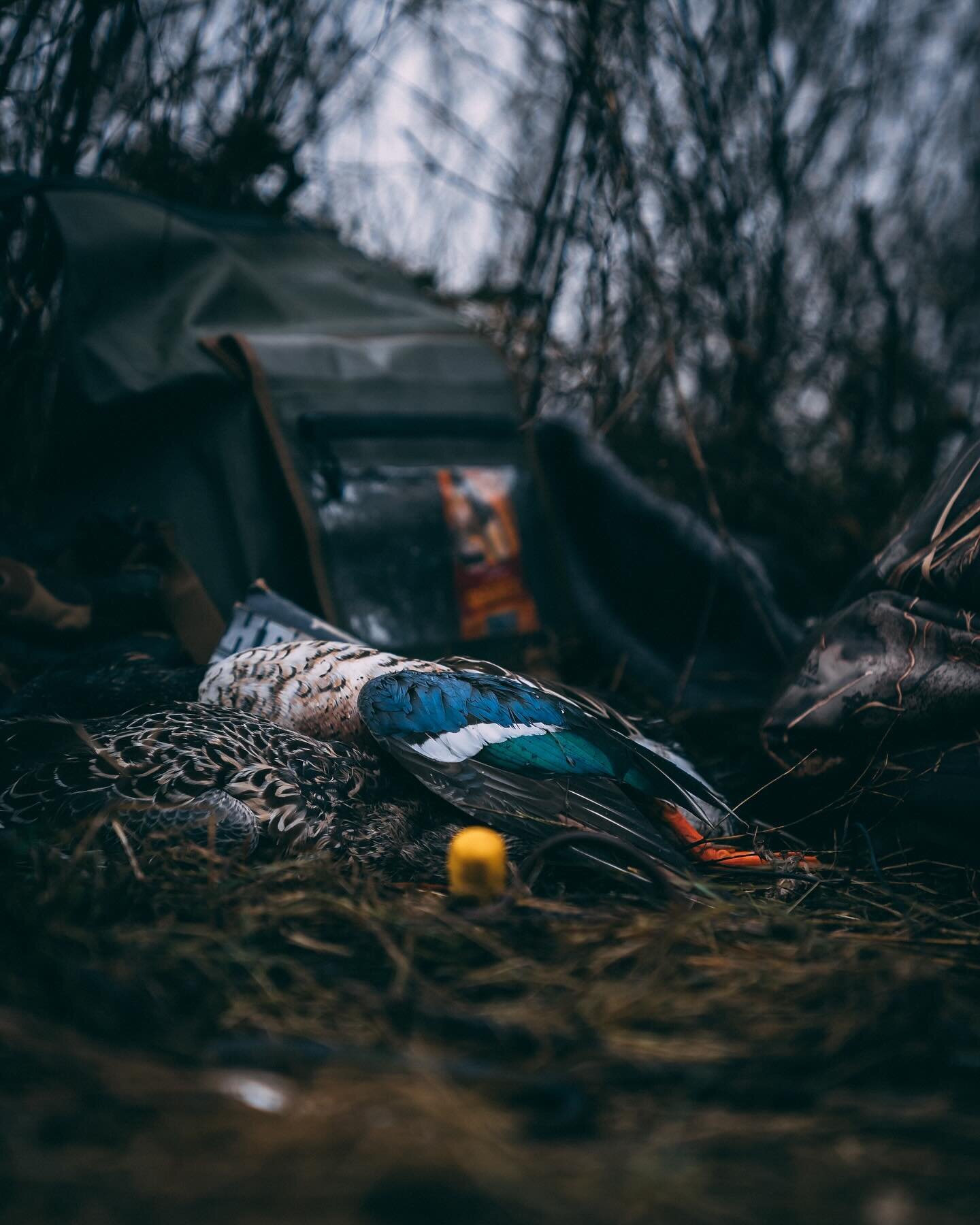 🕵️&zwj;♂️

 

#duckhunting #duck #sitka #sitkagear #sitkawaterfowl #diverge12 #hunting #waterfowl #divebomb #dog #benelli #sony #fx3 #northdakota #goretex #optifade #timber #sunrise #photography #duckdog #duckcalls #builtforthewild #yeti