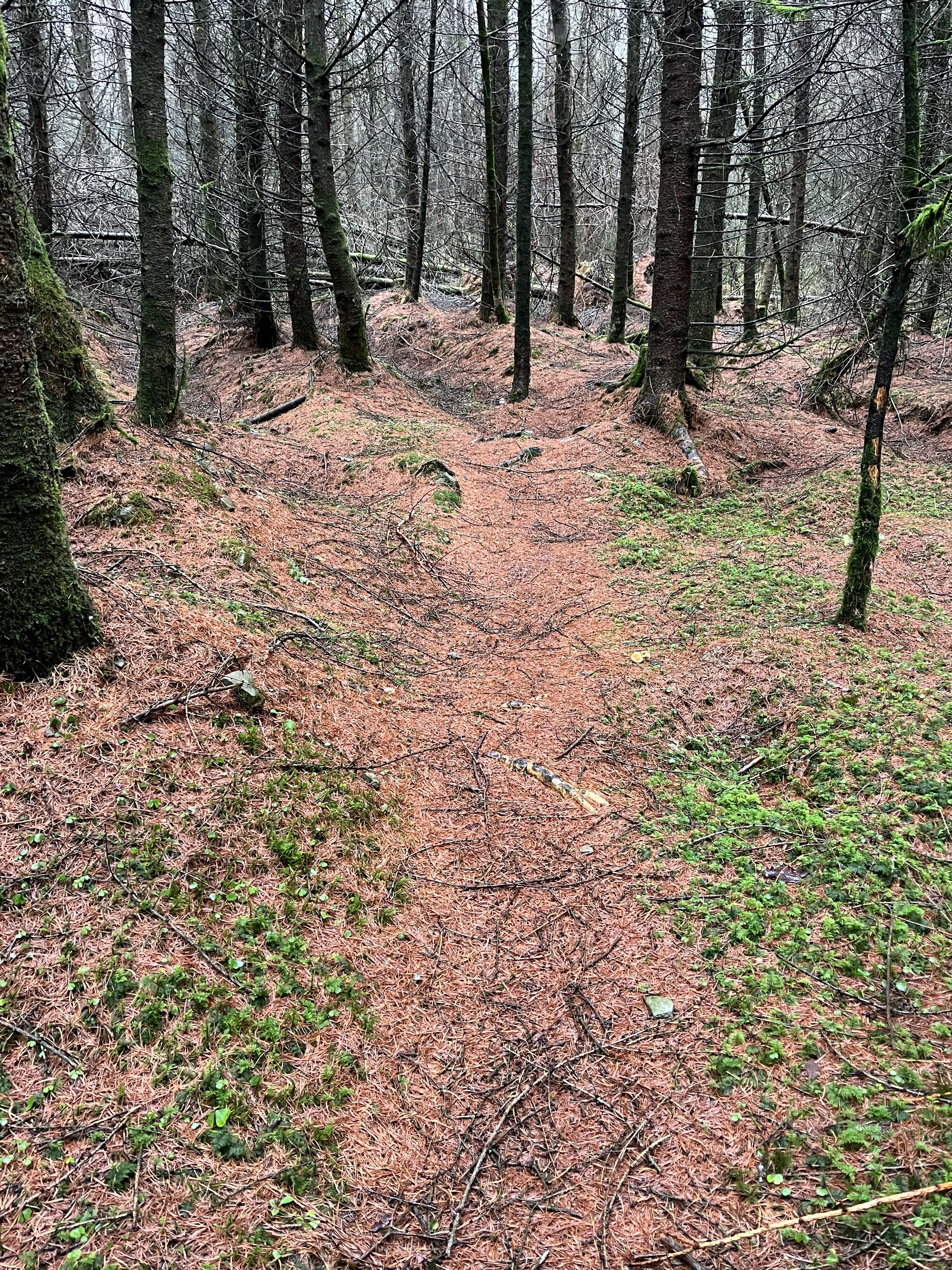 Langholm - in the woods