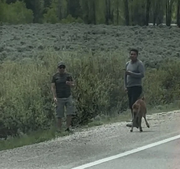 National Park Service Seeks Public’s Help in Identifying Wildlife Harassers