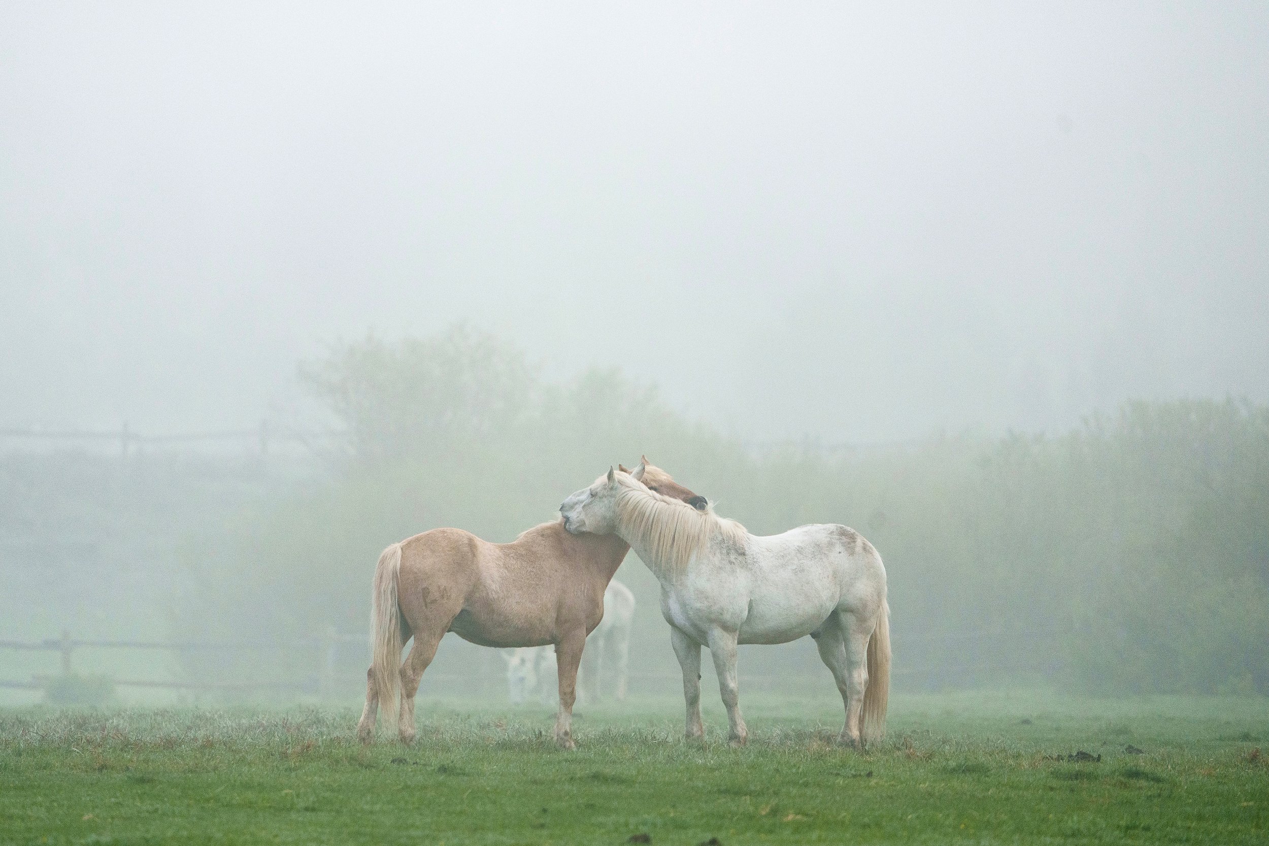 Matt Stirn_Horses on Foggy Morning.jpeg