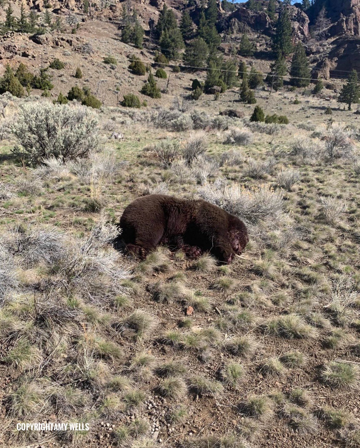 Grizzly Bear Death Near Yellowstone National Park Under Investigation