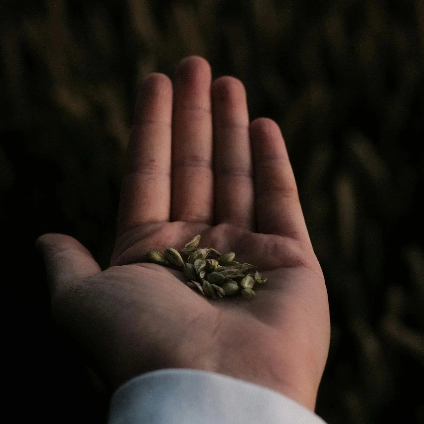 YOUR TONGUE HAS SEEDS