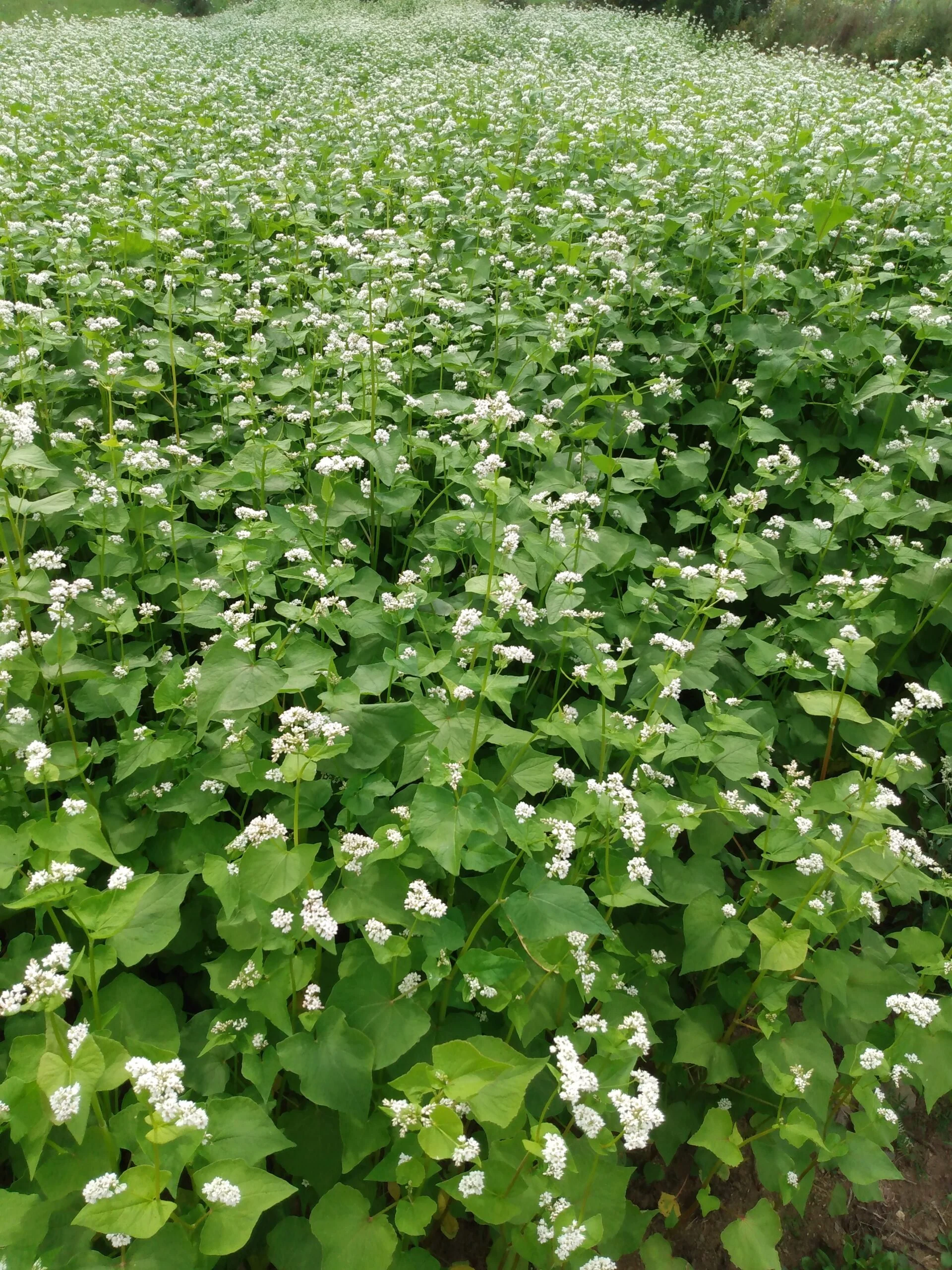 Common Buckwheat.jpeg