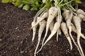 Tilling Radish.jpeg